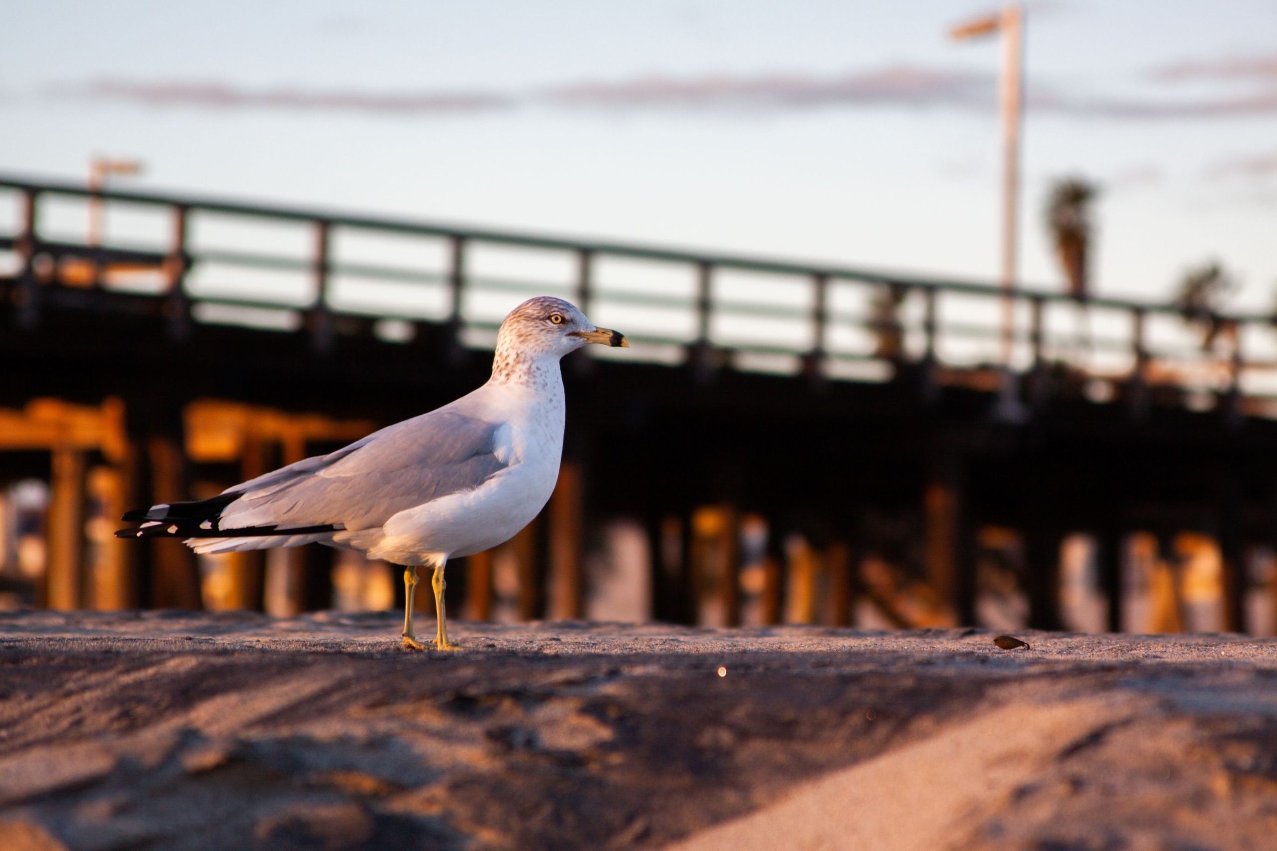 鳥インフルエンザの発生を避けることは、クリーソープス野生生物の救助の最優先事項です