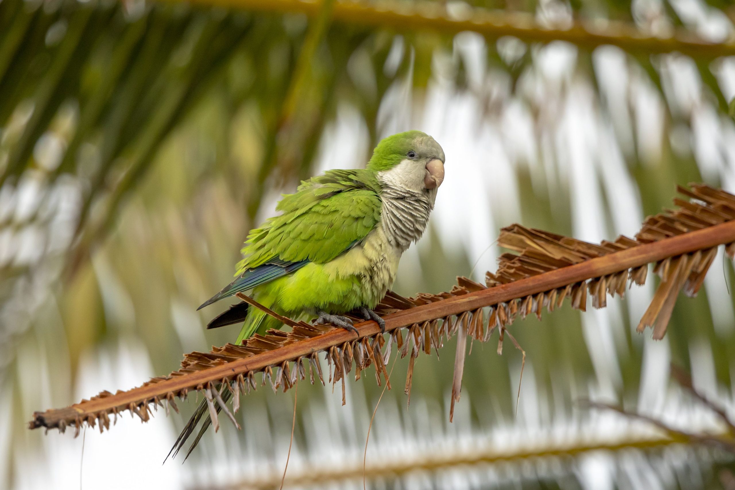 カラフルなオウムはニューヨークの家でこの予期しない場所を呼んでいます