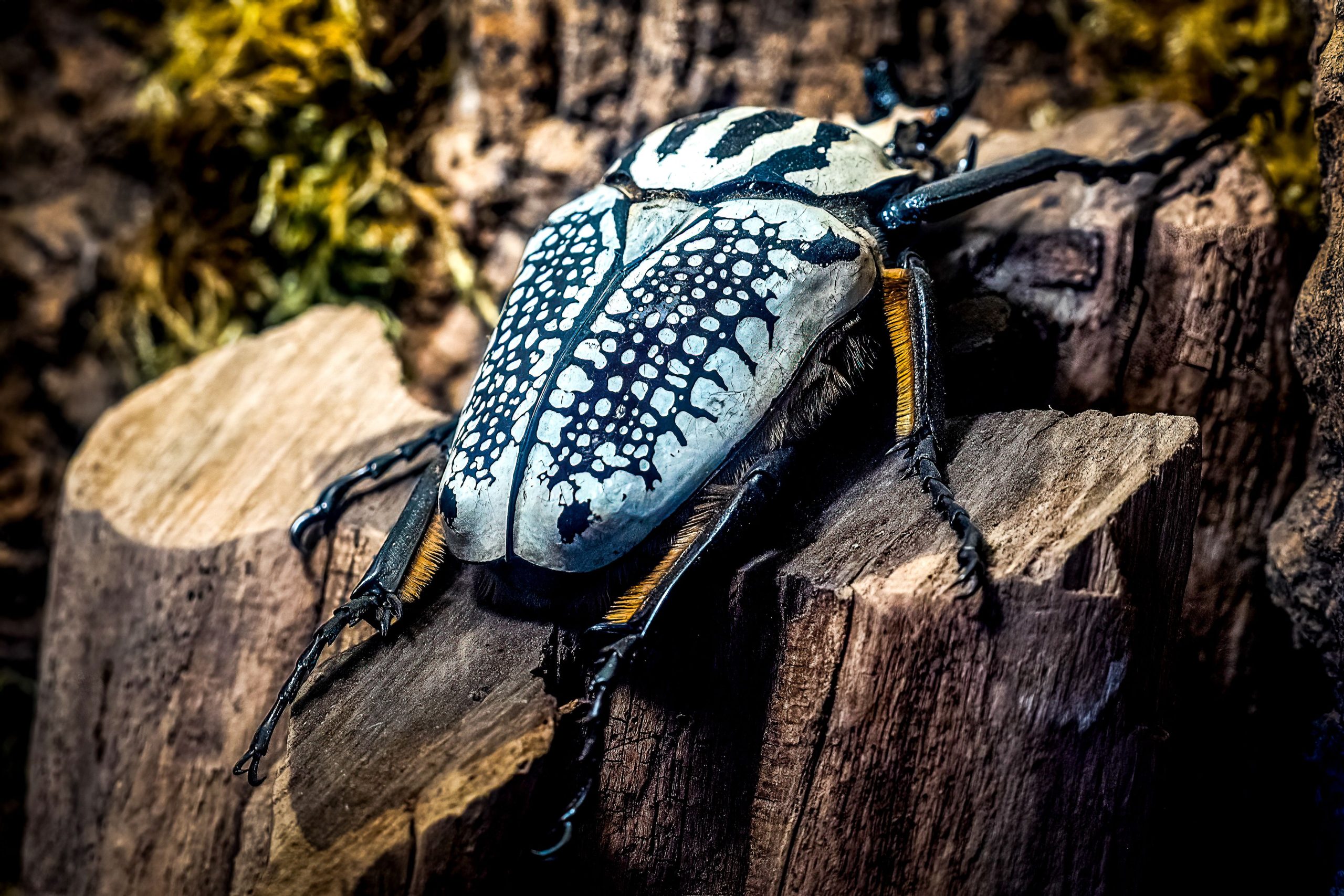 世界最大のバグの1つは、チョコレートのために絶滅に向かっていることです