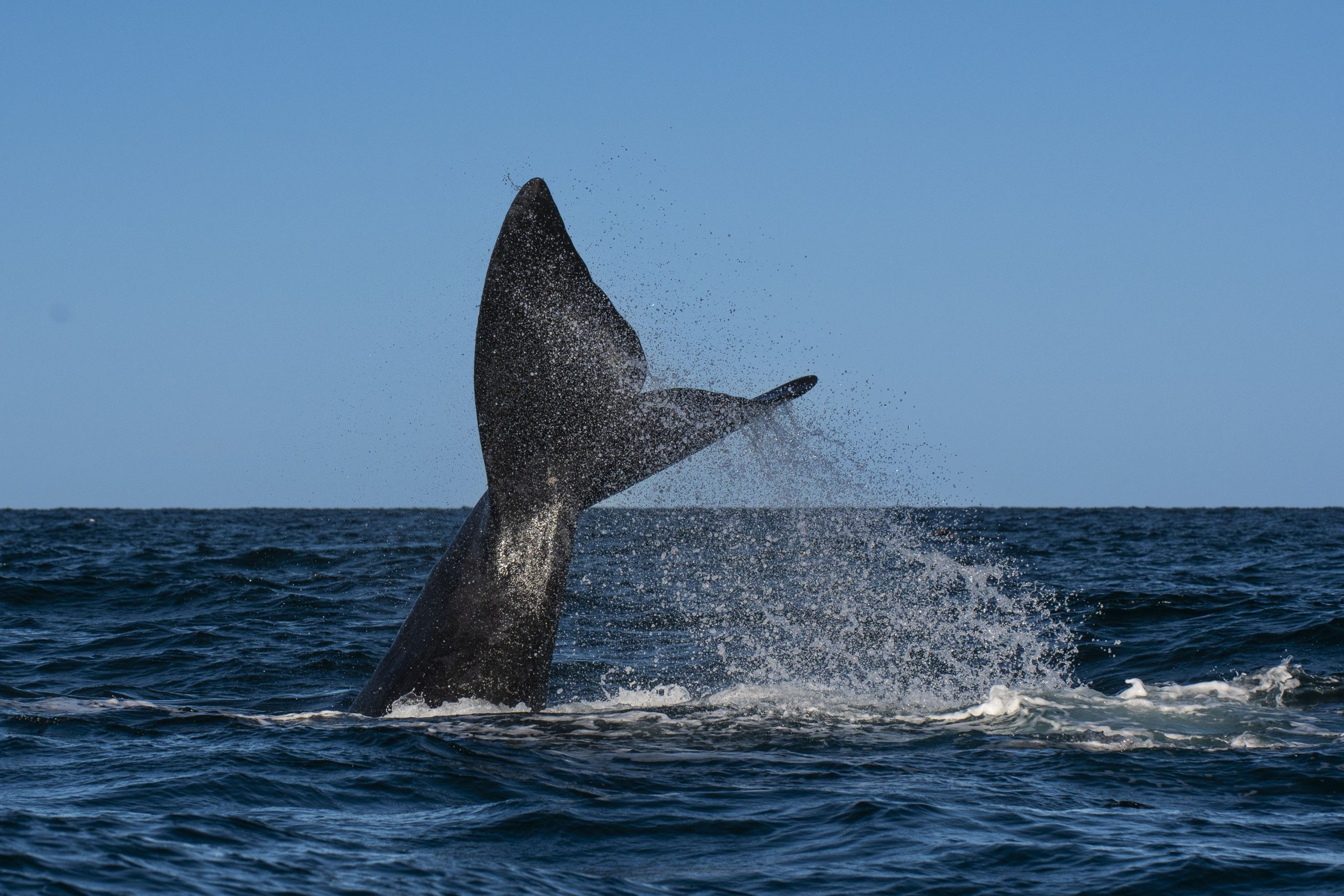 連邦政府は、ボート関連のクジラの死亡を減らすための提案を撤回し、種は「絶滅に脆弱」になります
