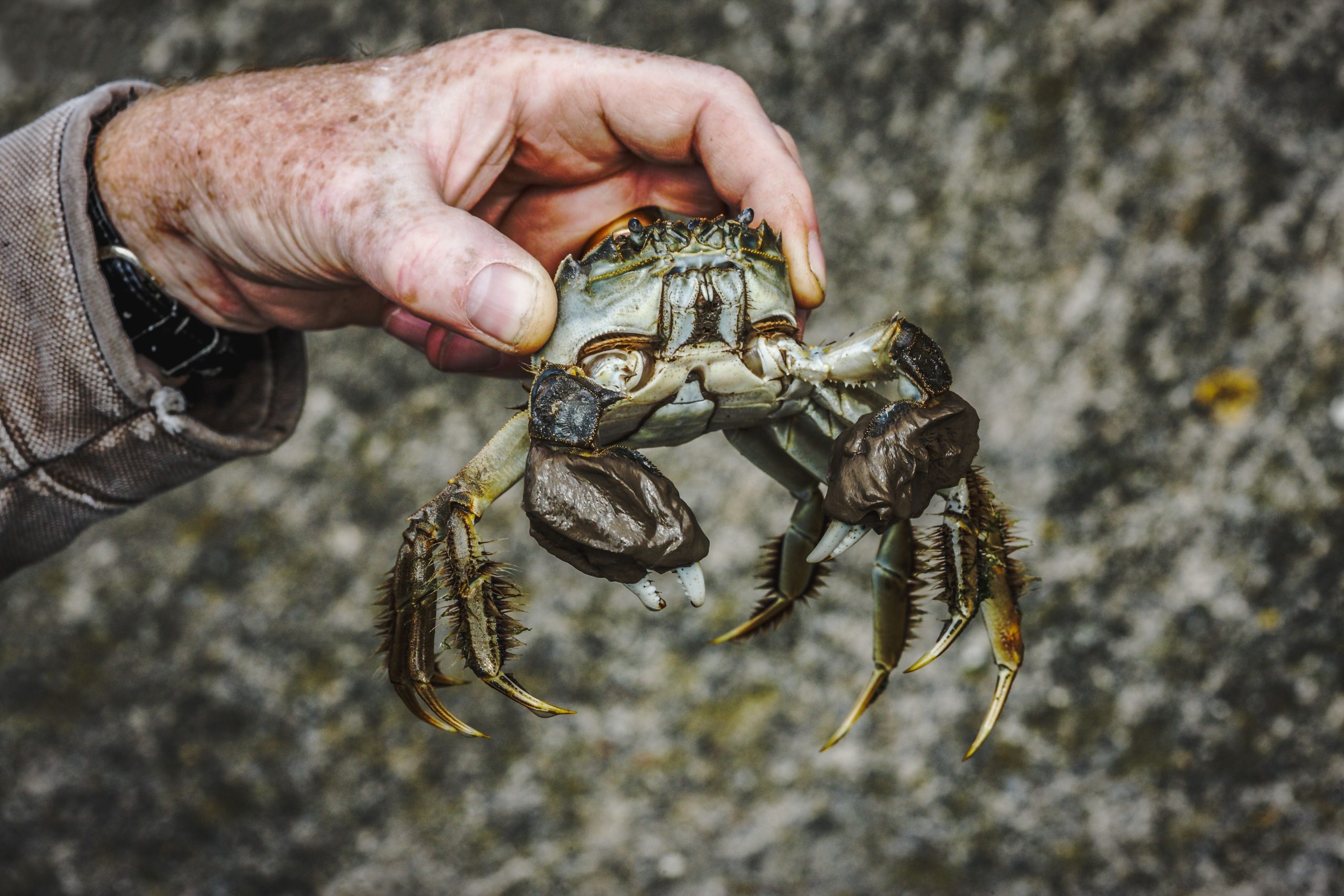 専門家は、太平洋岸北西部で再び現れた中国の「侵略者」が再び現れているので不安です