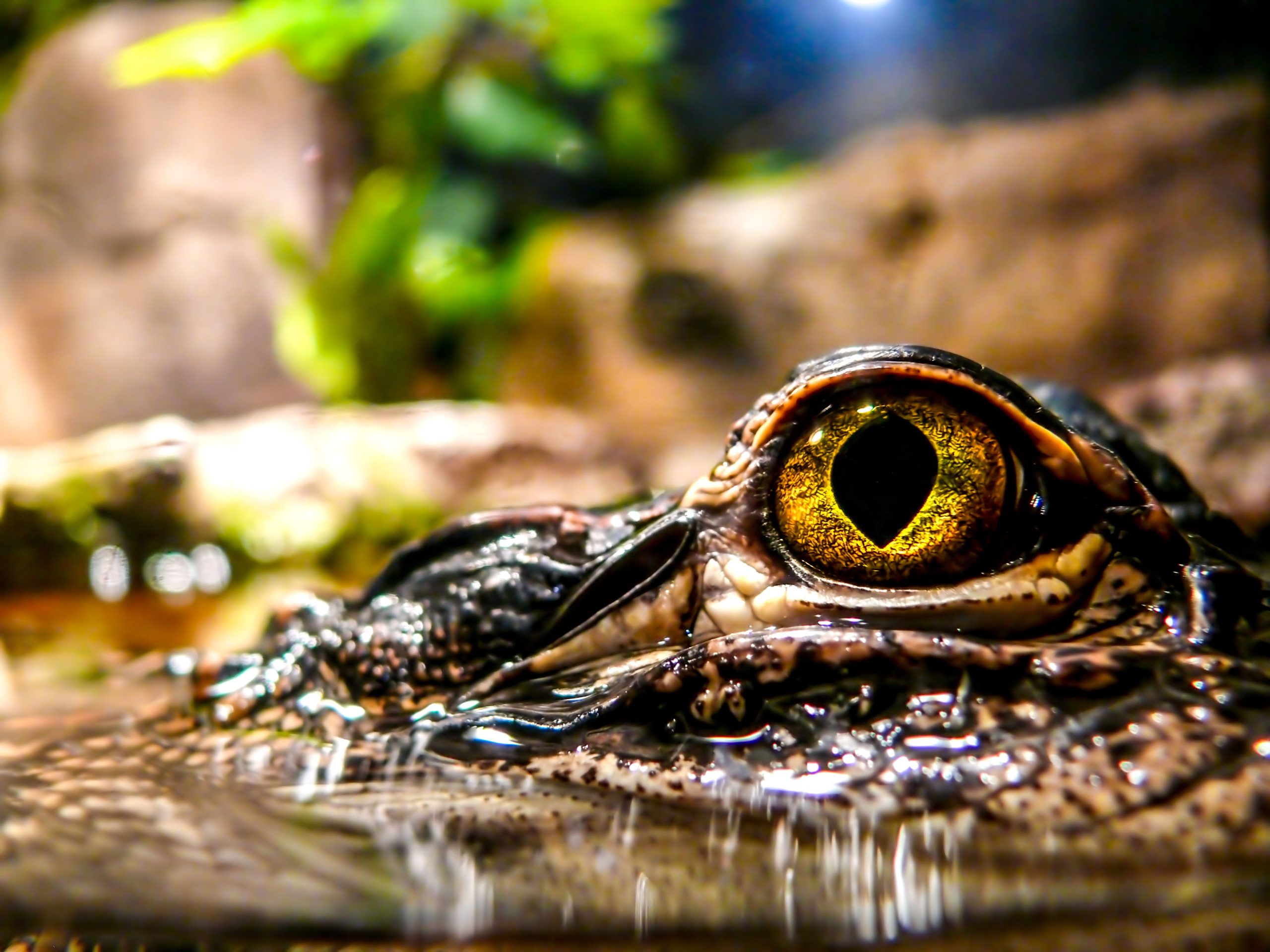 科学者は、リモートカリビアン島で「まったく予想外の」発見を祝います