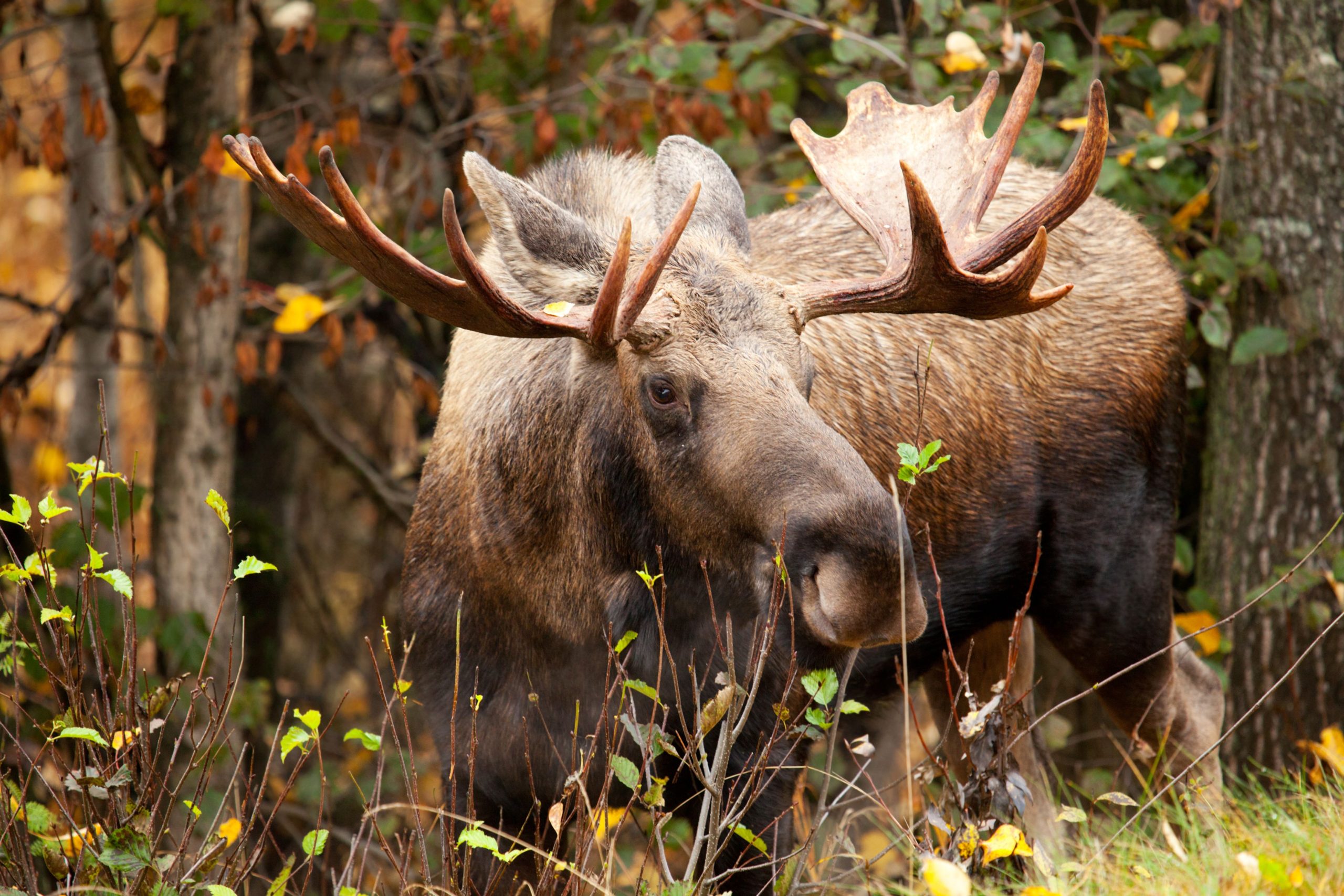 野生のムースに出くわすかもしれない7つの国立公園