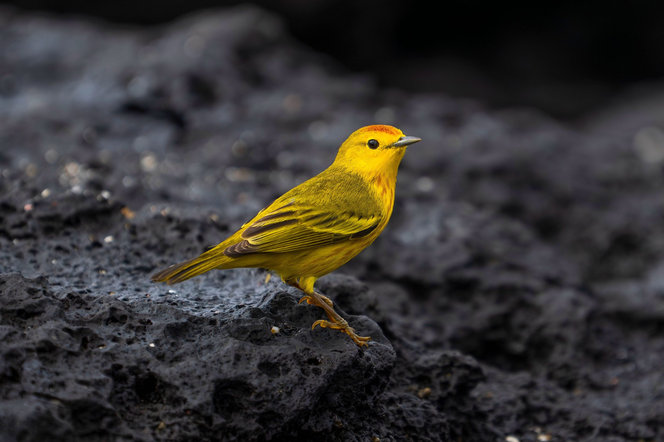 どうやらラッシュアワーの交通に否定的に反応するのは人間だけではありません