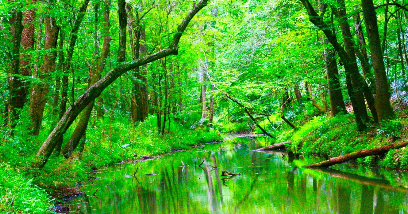 風光明媚なハイキングでフロリダの10の最高の州立公園