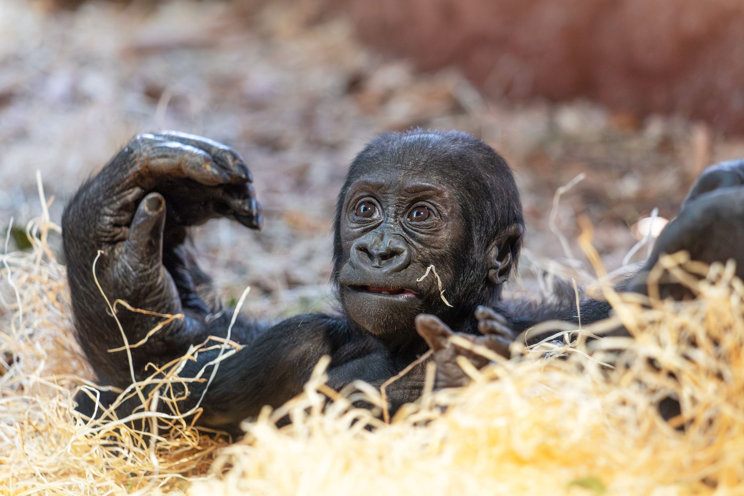 ヒューマンエラーによって引き起こされたカナダ動物園での若い2歳のゴリラの無意味で悲劇的な死