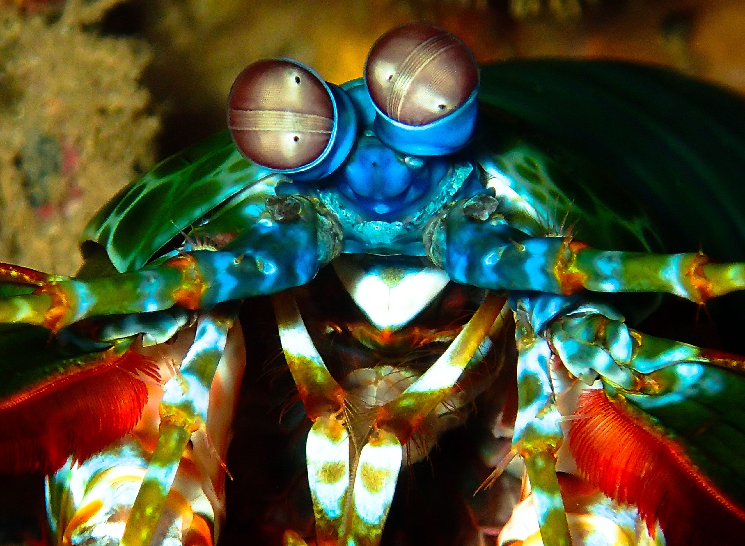 この小さな生き物は、世界で最も強力なパンチを詰め込みます