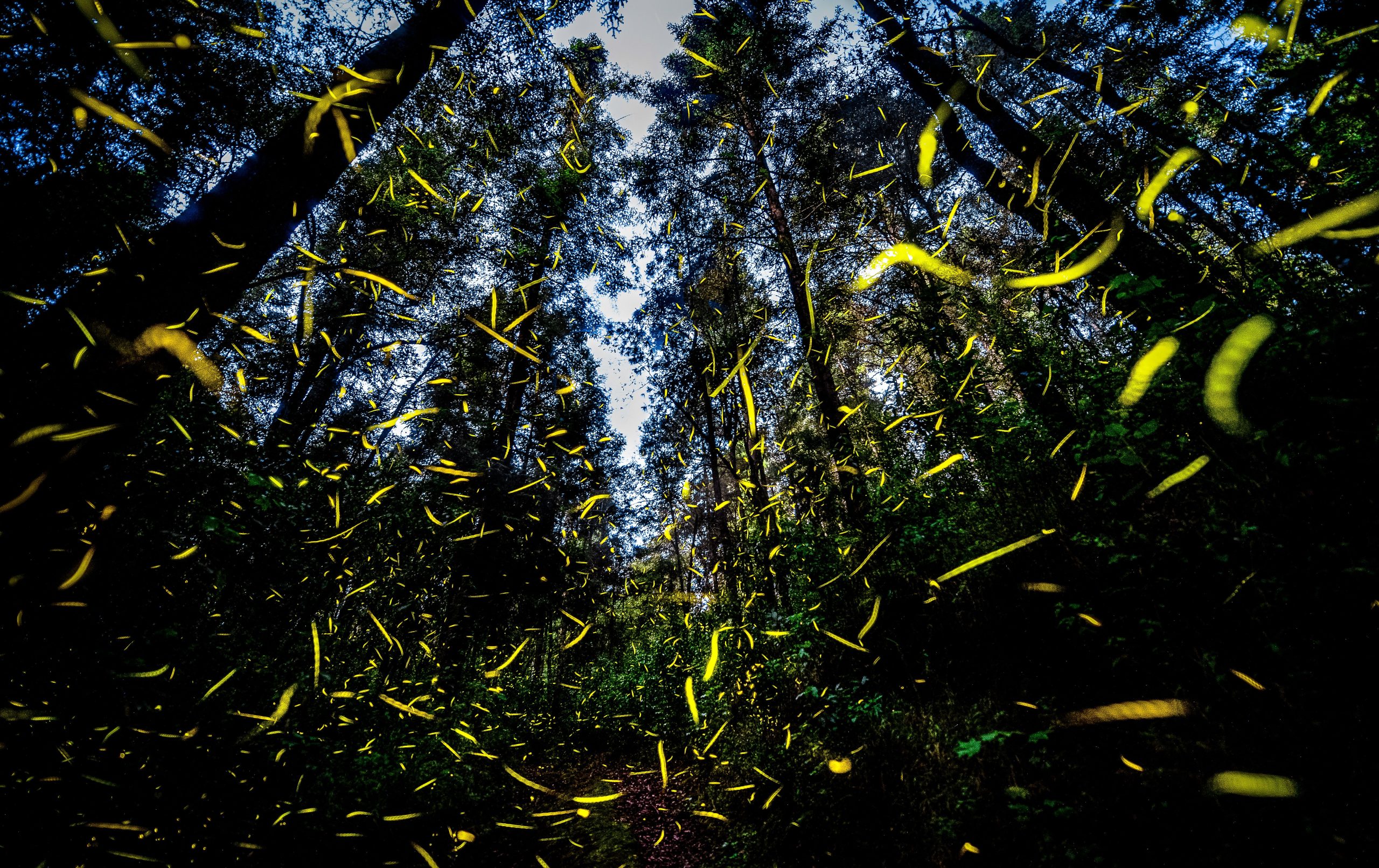 この森でハイキングするのに最適な時期は暗くなり、その理由は魔法です