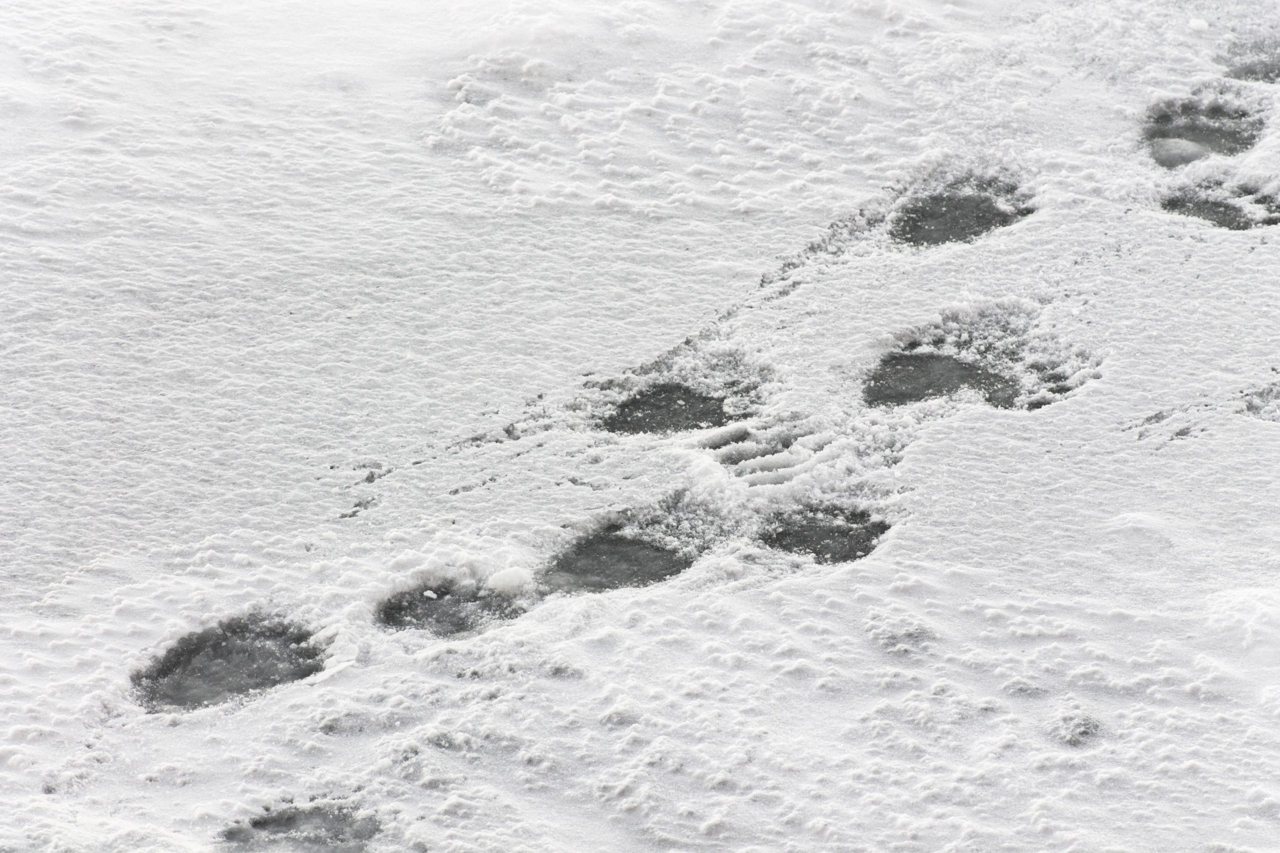 イエローストーンの役人は、季節の最初のクマのトラックが確認されたときに訪問者に「気づいた」と警告しています