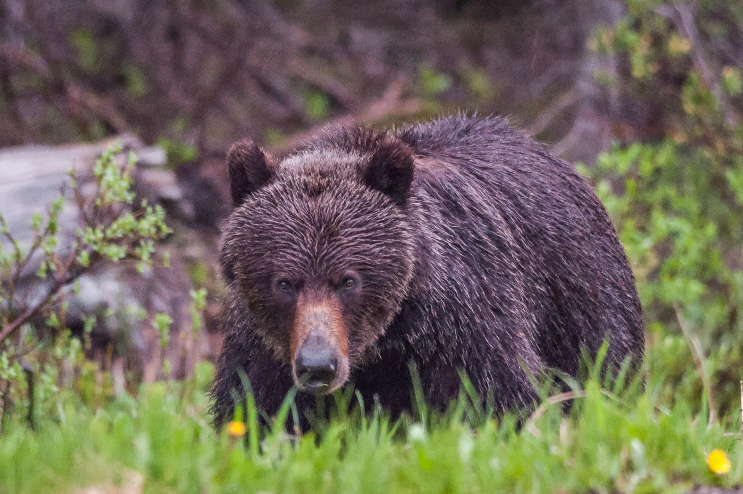 憲法に対してクマを殺しているのですか？アラスカは分割されています