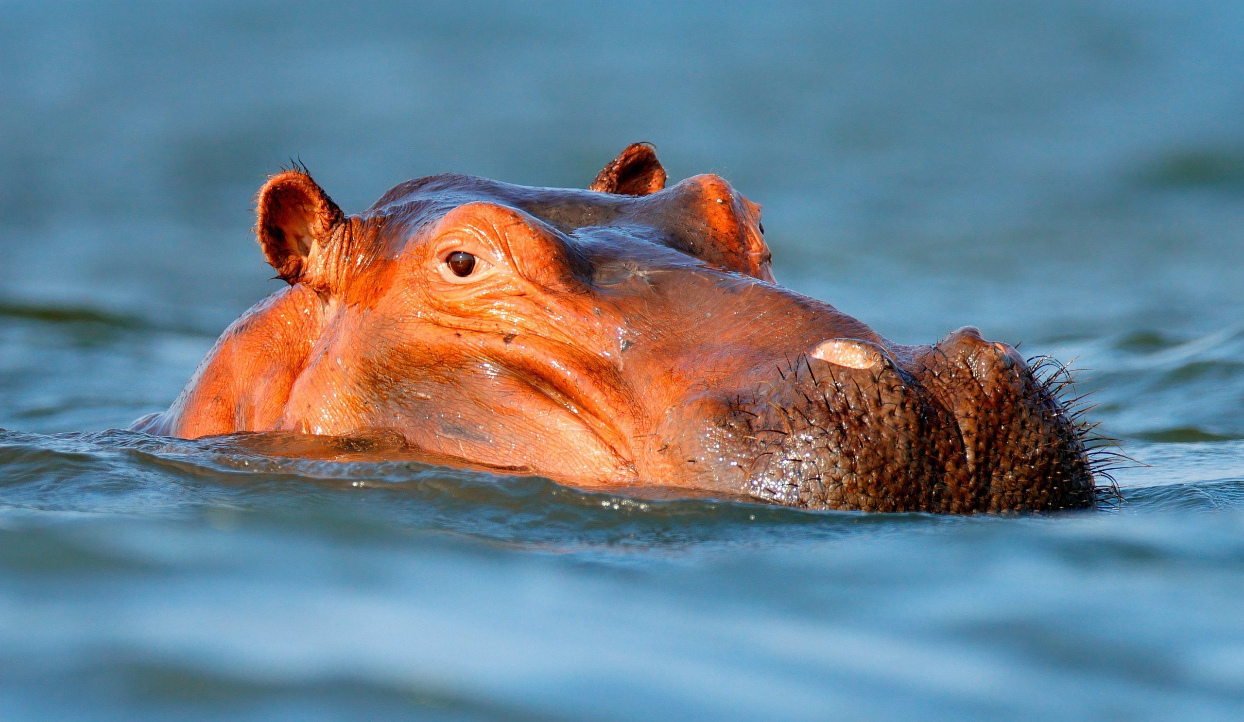 あなたが休暇から走るために走る必要がある最も友好的な動物