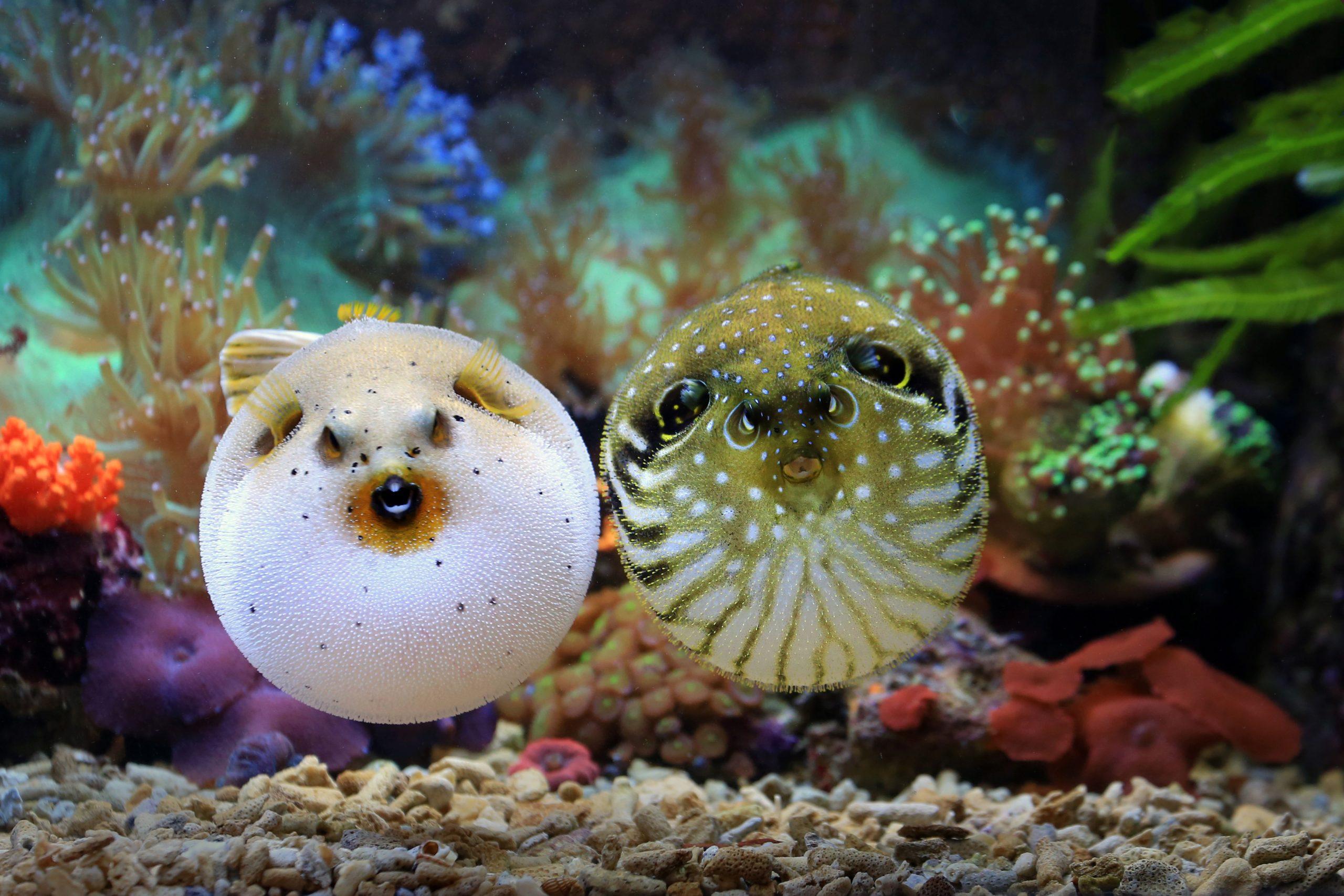 米国で見つかったこの有毒な動物は、シアン化物の1,200倍の毒性です