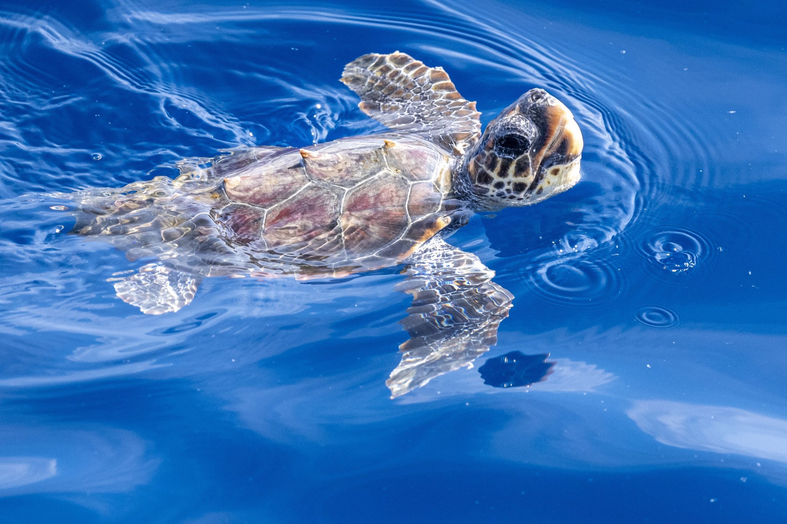 地球の磁場は、食べ物が近くにいるときに「踊る」ためにウミガメを引き起こします（そしてそれは愛らしいです）