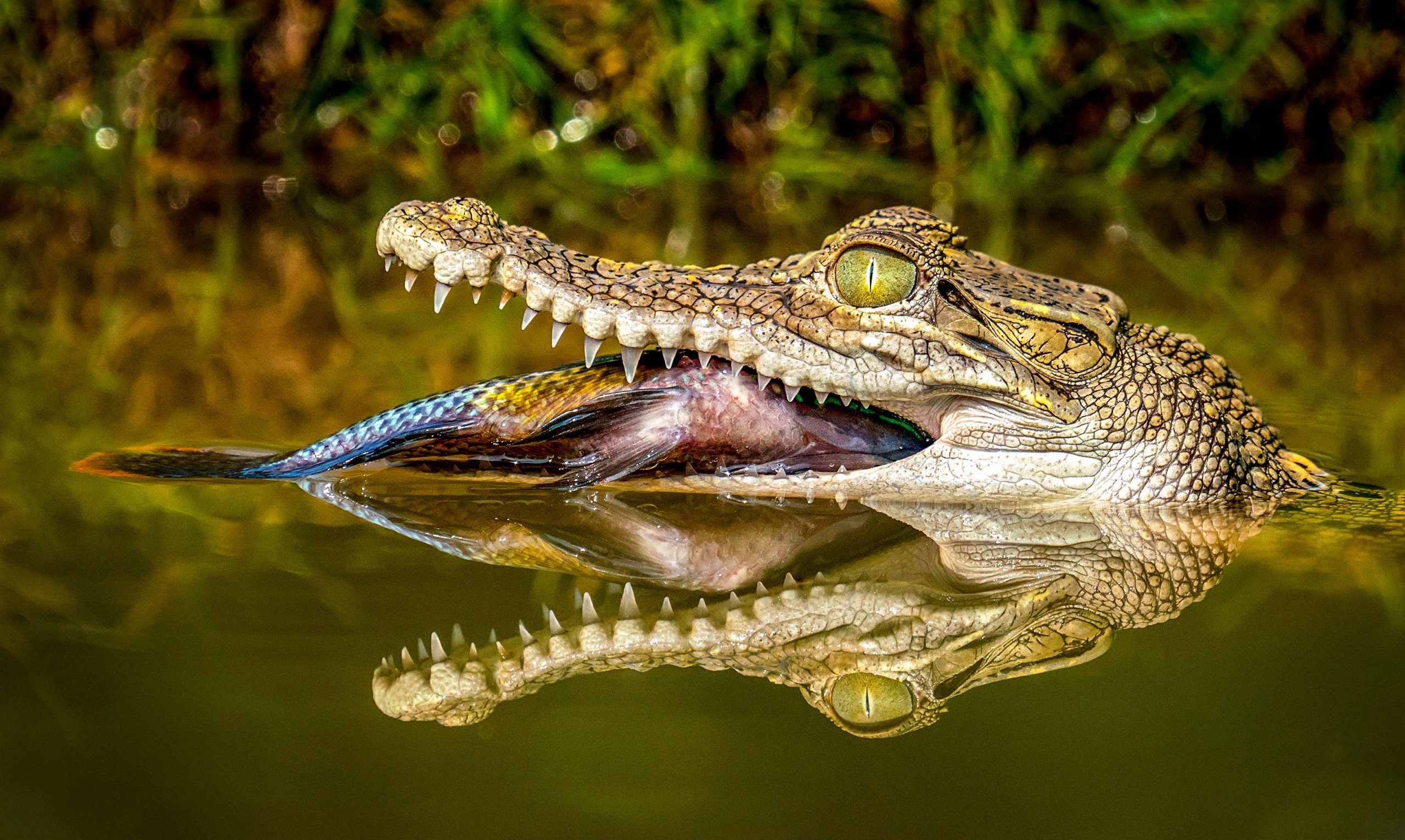 ワニは、ほとんど何でも食べることができるので、2つの大量絶滅イベントを生き延びました