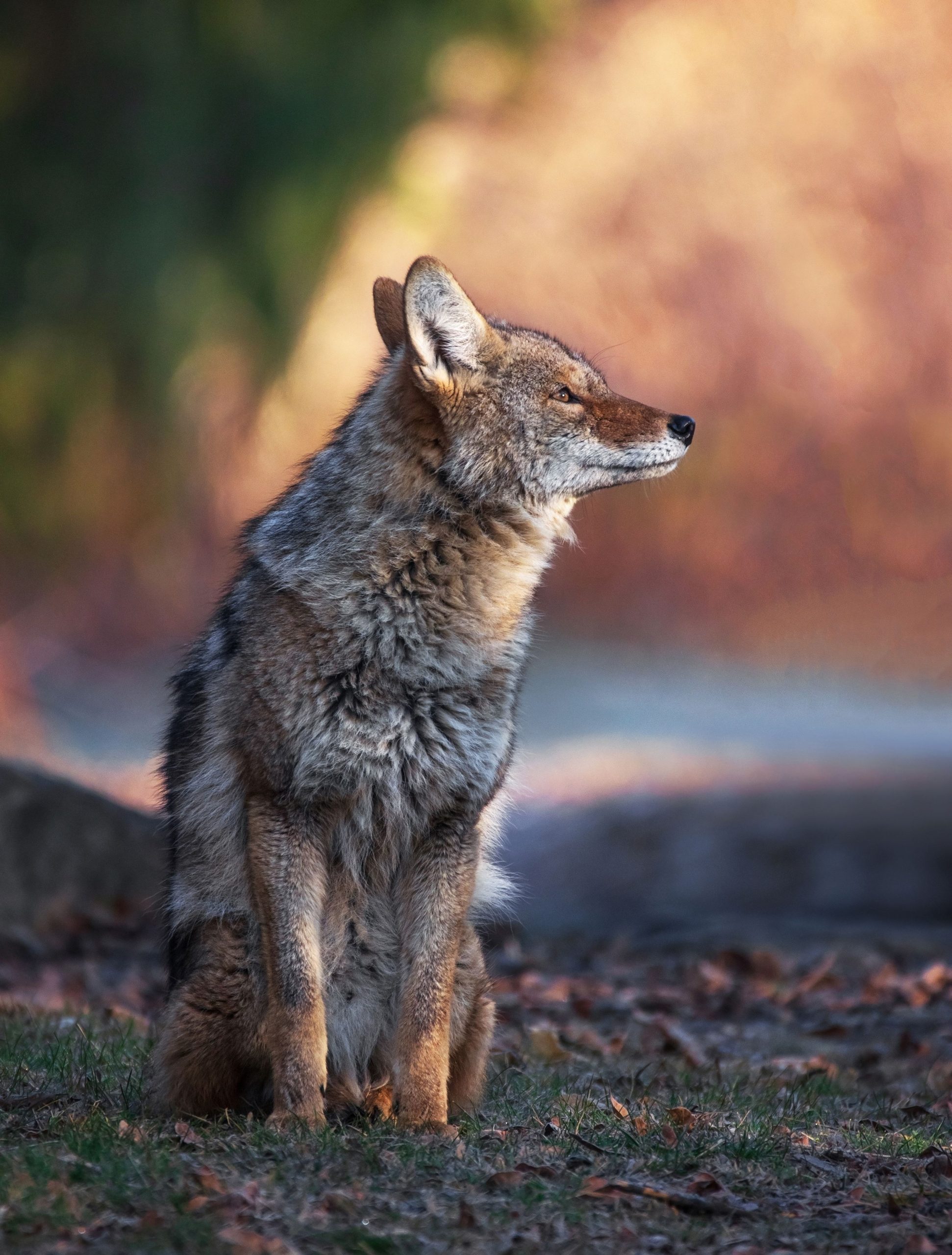 コヨーテは予想外の場所で騒ぎを引き起こしています：ニューヨーク市