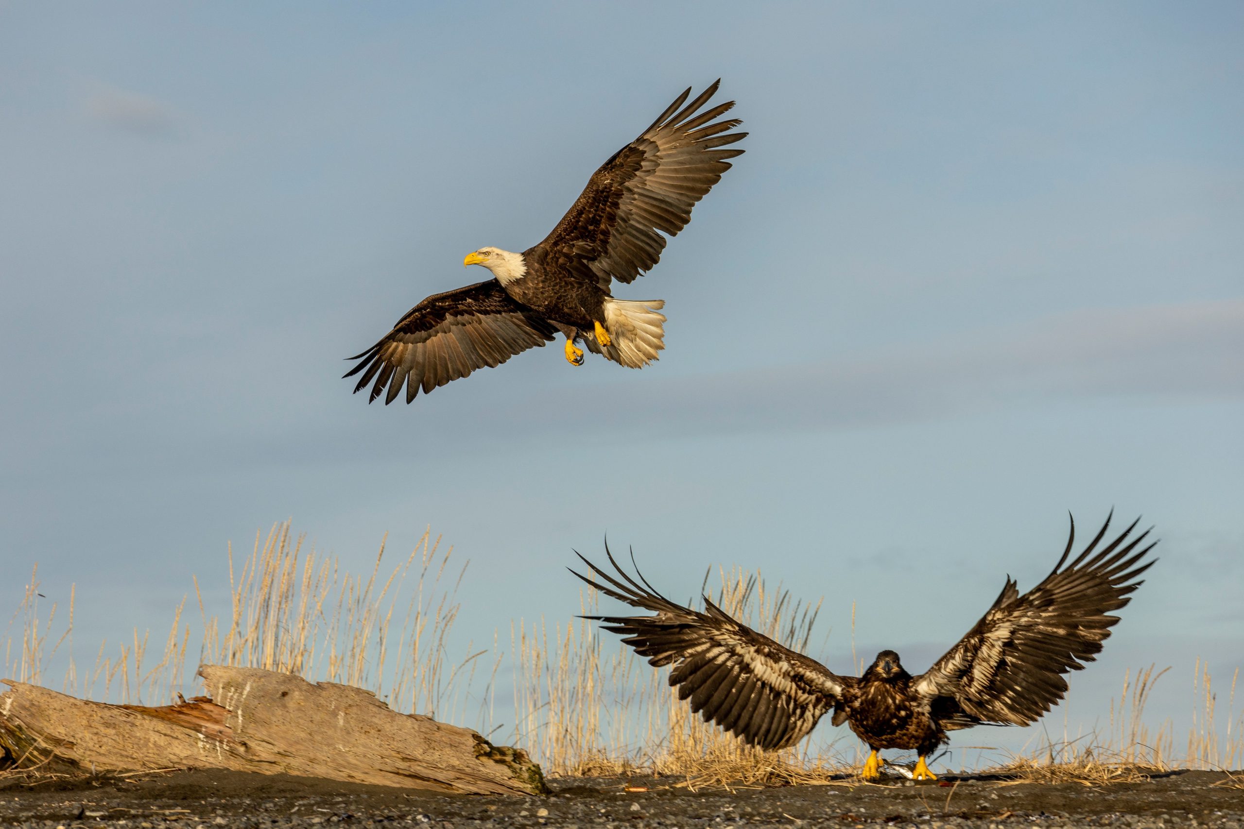 とても長く、晴れ！ビッグベアの赤ちゃんイーグルは公式に巣を離れる