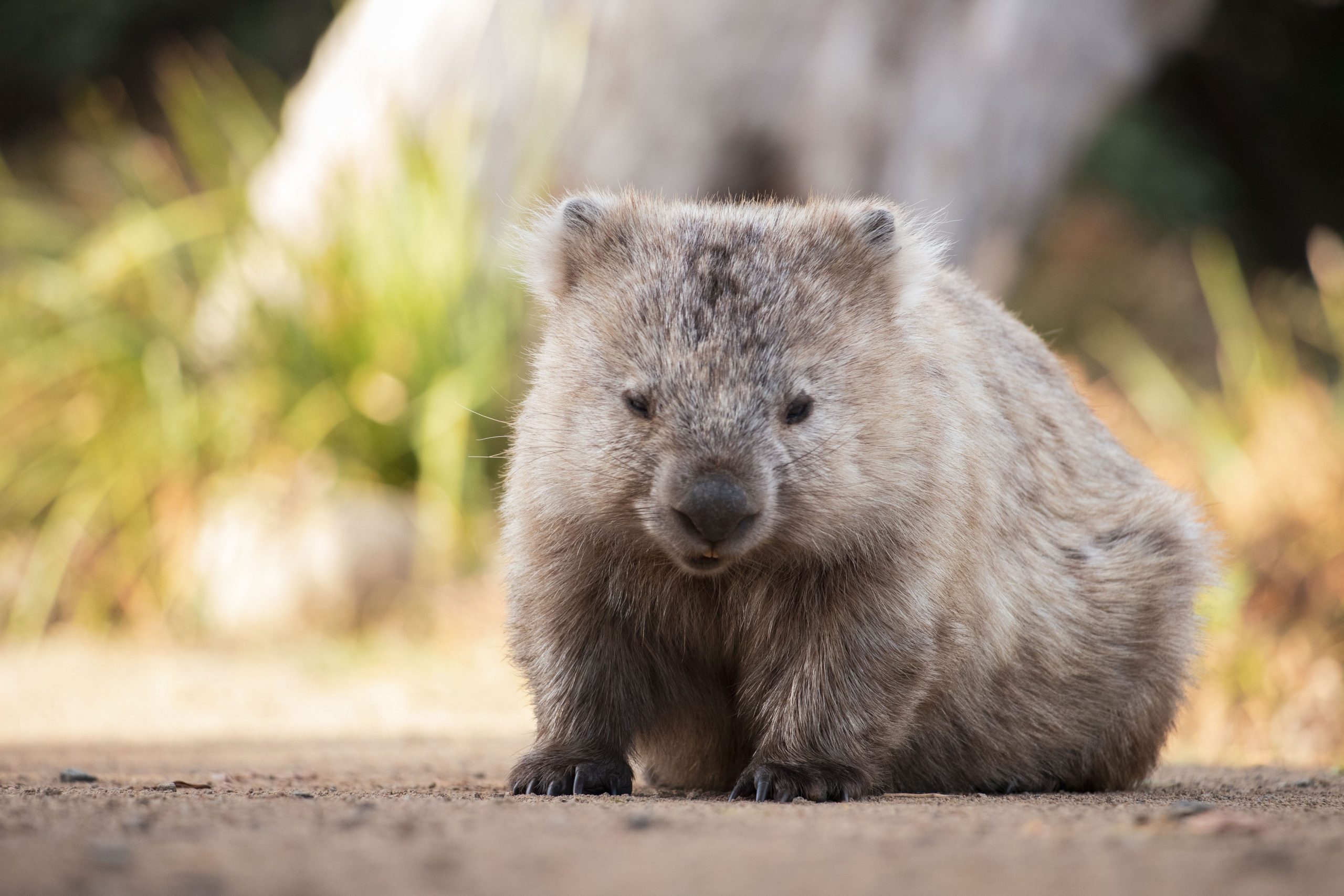 アメリカのインフルエンサーは、野生生物を改ざんすることで注目を集めた後、オーストラリアを去りました