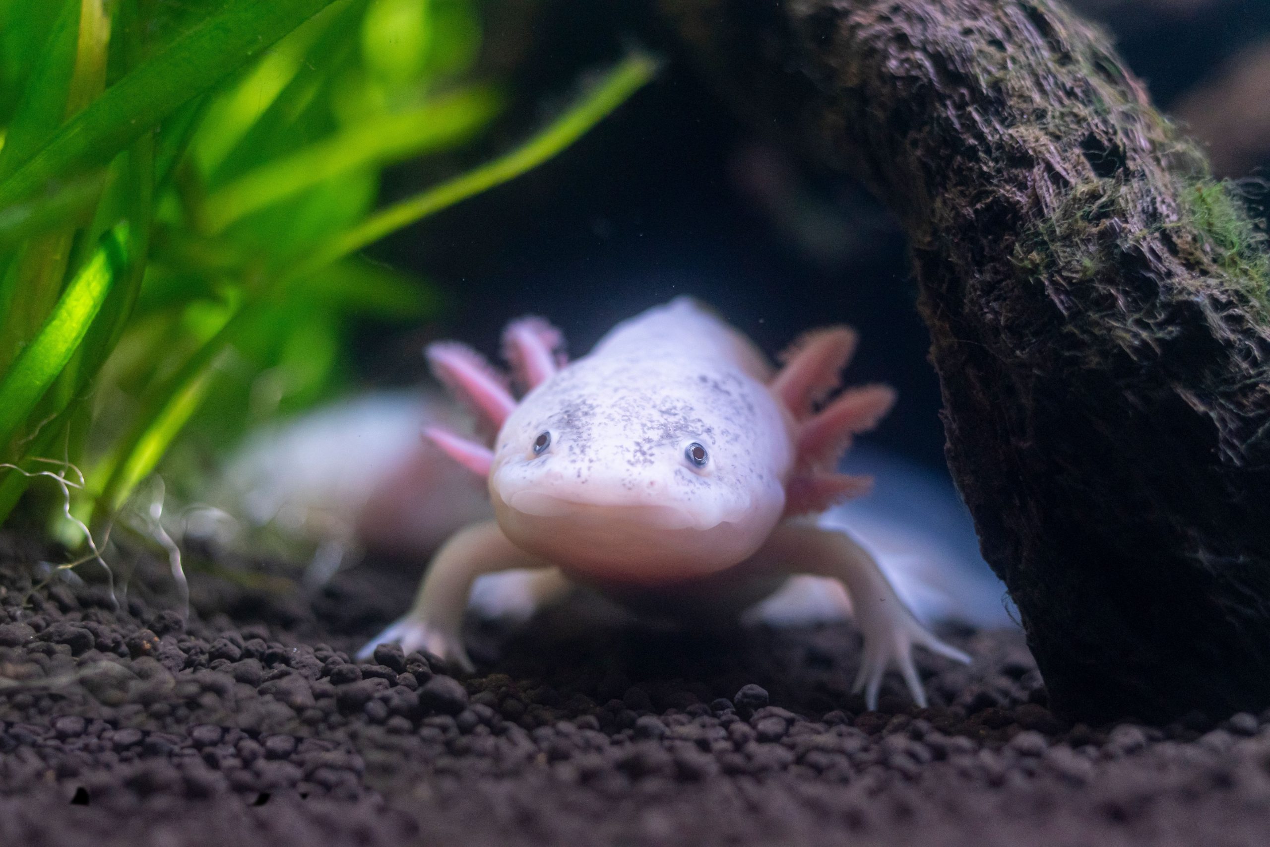 飼育された飼育axolotlsは生き残るだけでなく、メキシコの湿地で繁栄すると、研究は発見します