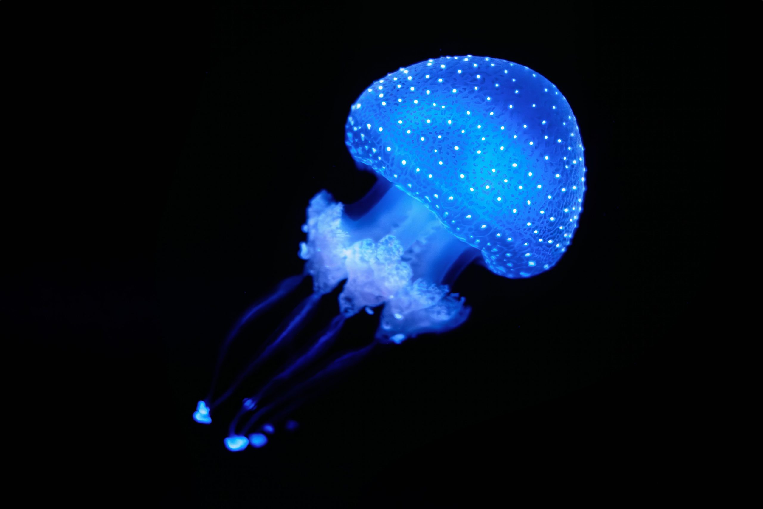 奇妙な24目の生き物は、地球の最も有毒な海洋動物に関連していることが判明しました