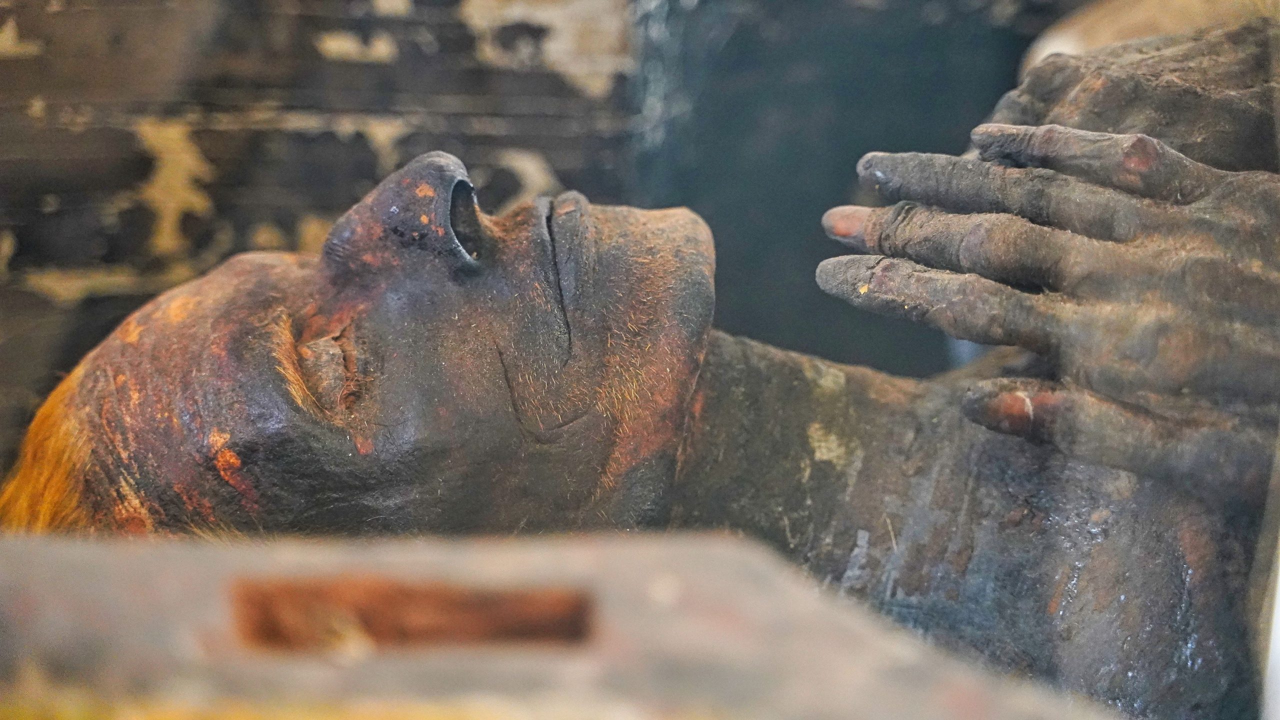 神秘的なエジプトの「妊娠」がんのミイラに科学者が主張する理由