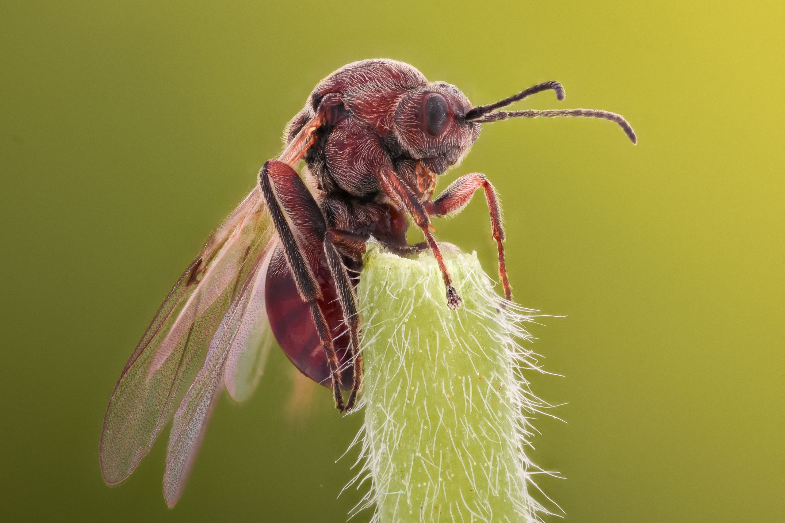 クイーンアリは配偶者と戦った後、最も奇妙なことをします