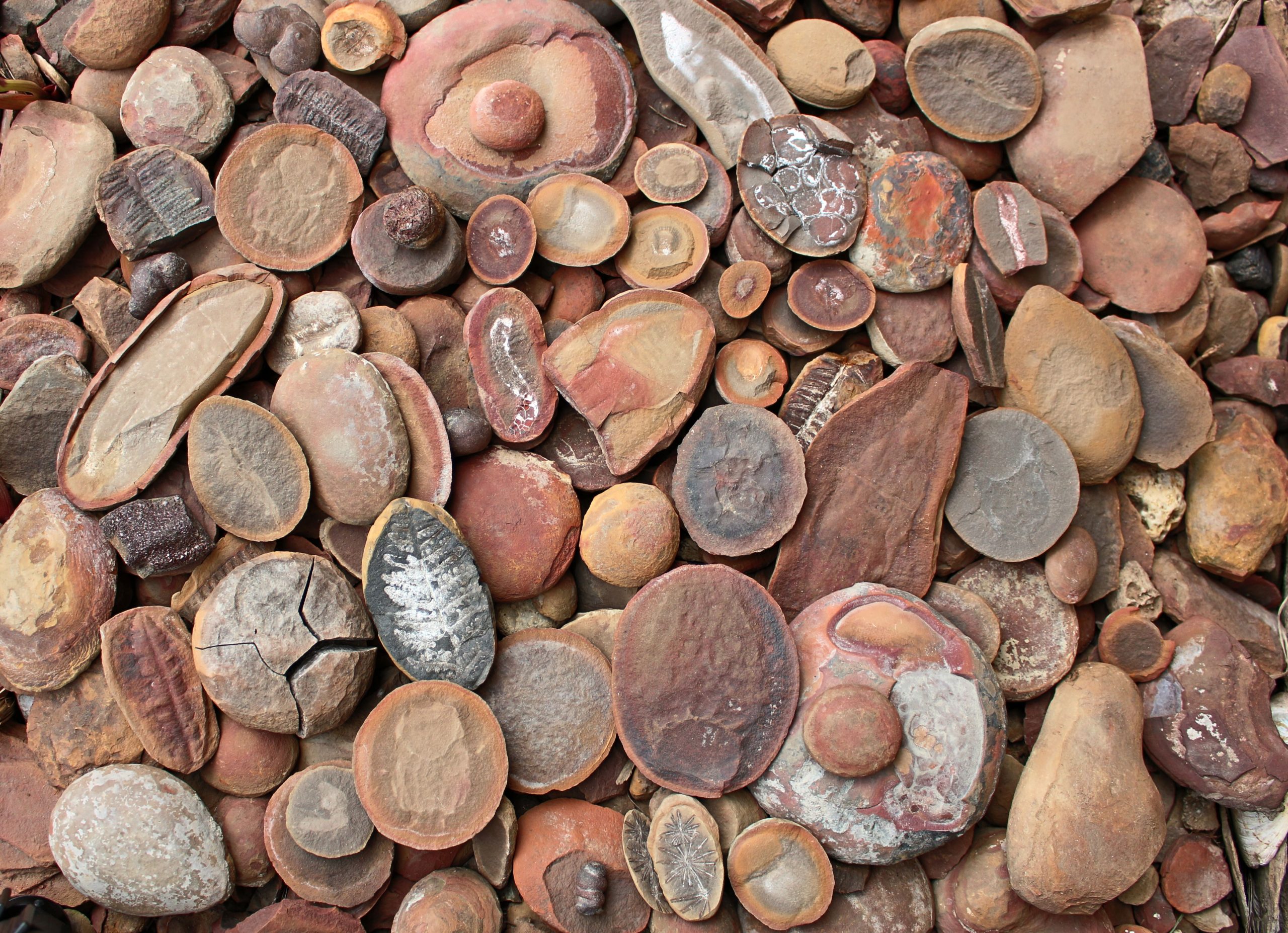 世界で最も保存されている化石は、この驚くべき中西部の都市の近くにあります