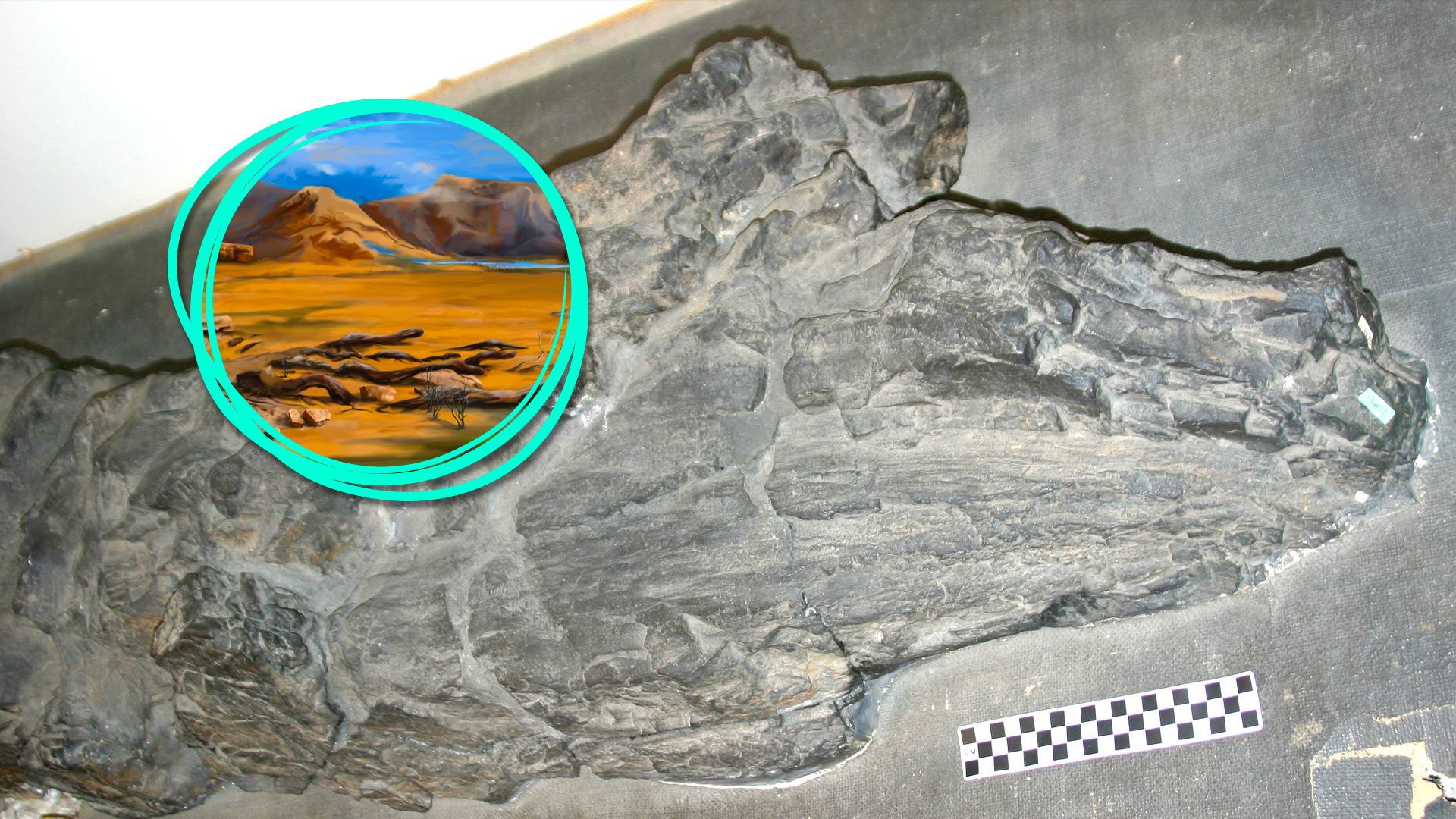 この神秘的な26フィートの高さの化石は、既知の生命体に属していません