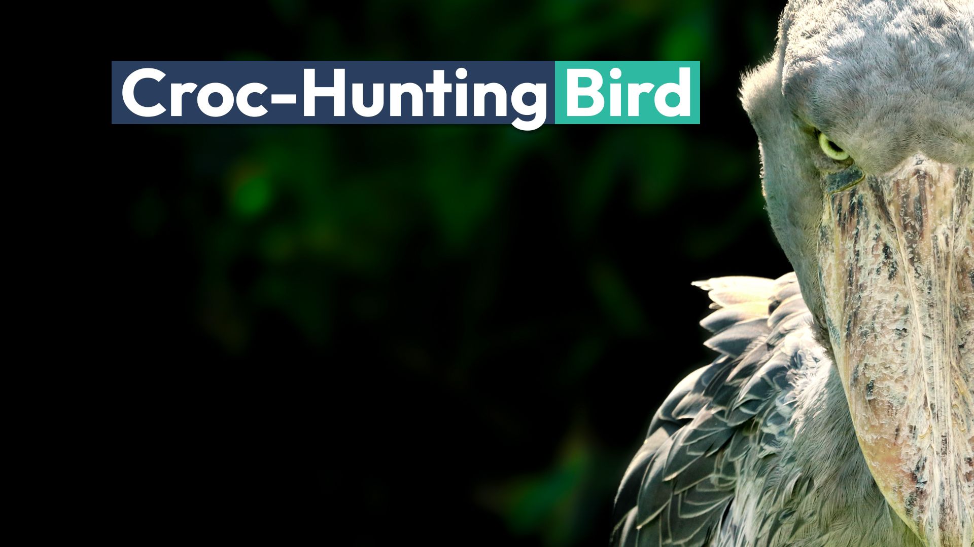 この恐ろしい人間サイズの鳥はワニを狩ります（そしてそれが望んでいることは何でも）