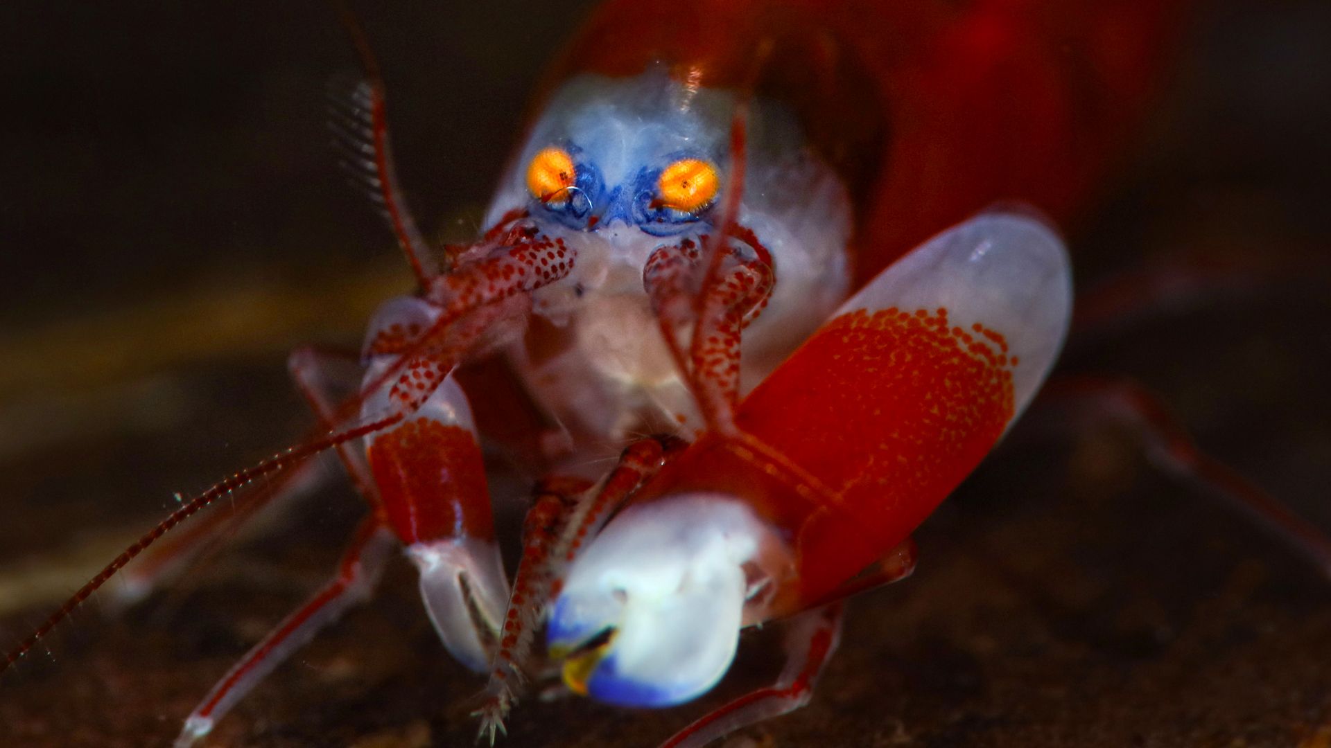 海で最も騒々しい動物は、「スタンガン」を備えた驚くほど小さな生き物です