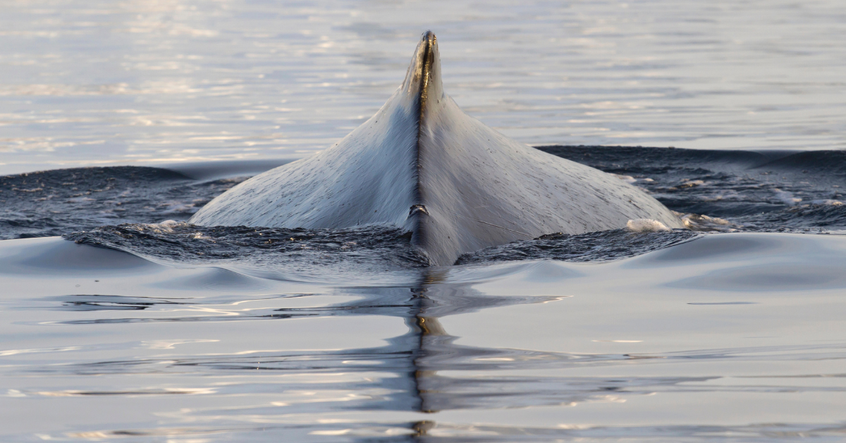 身元不明の動物の間の南洋から出てくる神秘的な会話は、研究者を狂気に追いやり続けています