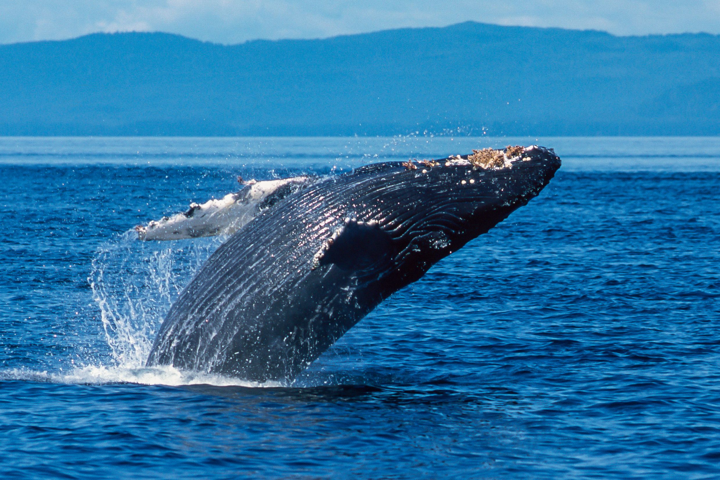 私はクマから何インチでクジラと顔を合わせていました