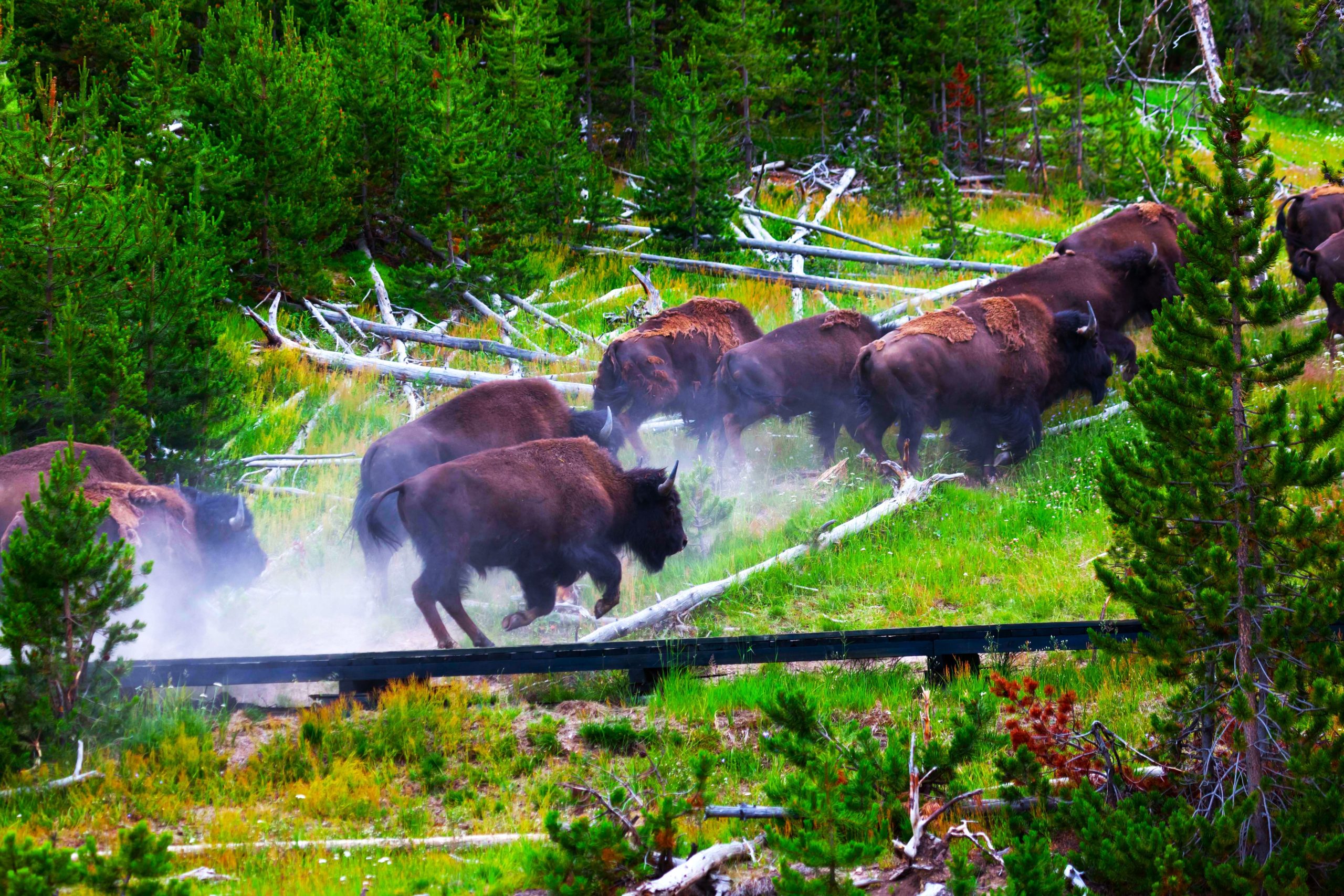 イエローストーンの逃げる動物は差し迫った火山噴火の懸念を引き起こしますが、専門家は本当に何が起こっているのかを言います