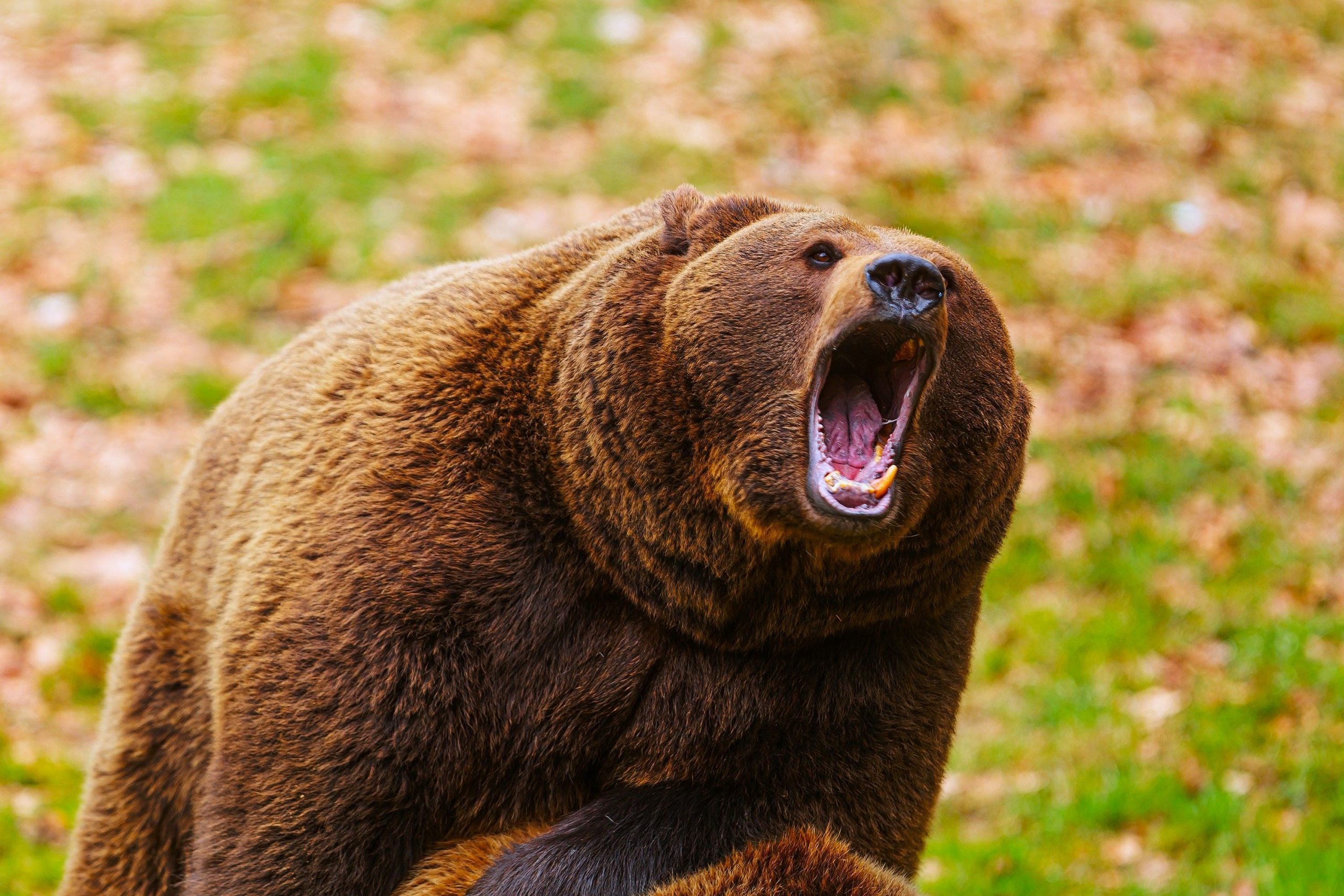 「あなたの車に乗る！」：叫ぶ見物人は、イエローストーン・ベアーズとの危険なクローズコールを見る