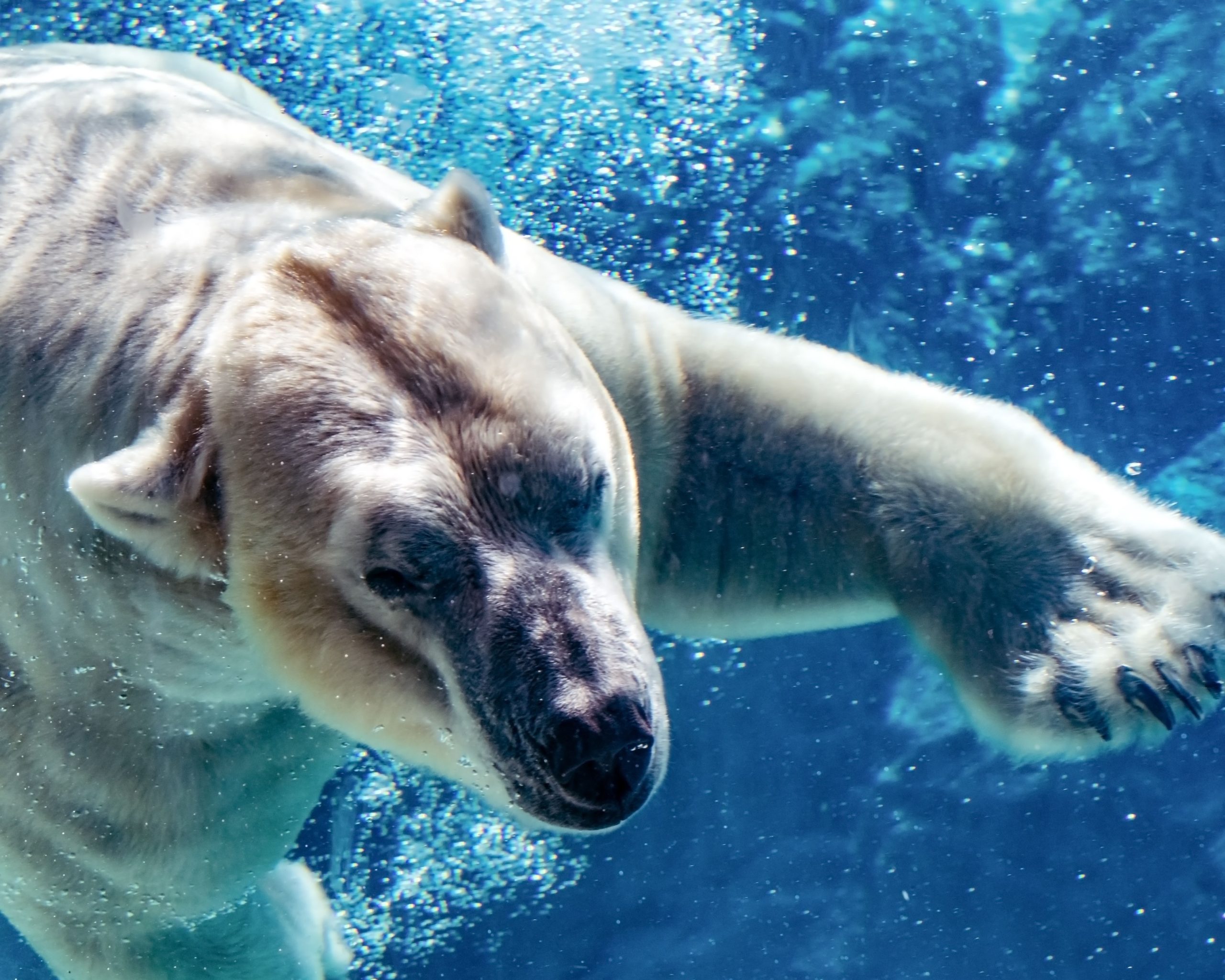 すべての動物愛好家が訪れる必要がある米国での20の最大の動物園