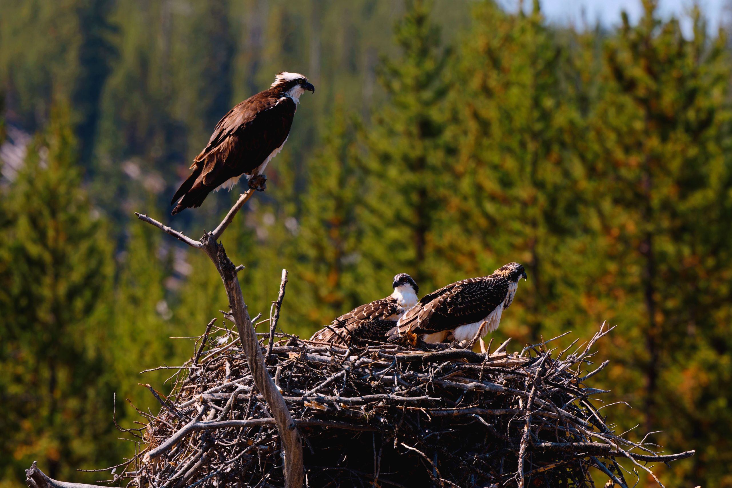 イエローストーンの訪問者は、オスプレイネストの上にドローンを飛ばしたカップルが、より多くのルールを破るために戻ったと言われています。
