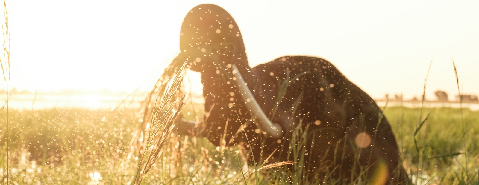 野生のものが旅行写真家の奨学金の受賞者を教えるアフリカは、ザンベジが忍耐、存在、そしていまいましいカメラを置くことについて彼に教えたことを反映しています。