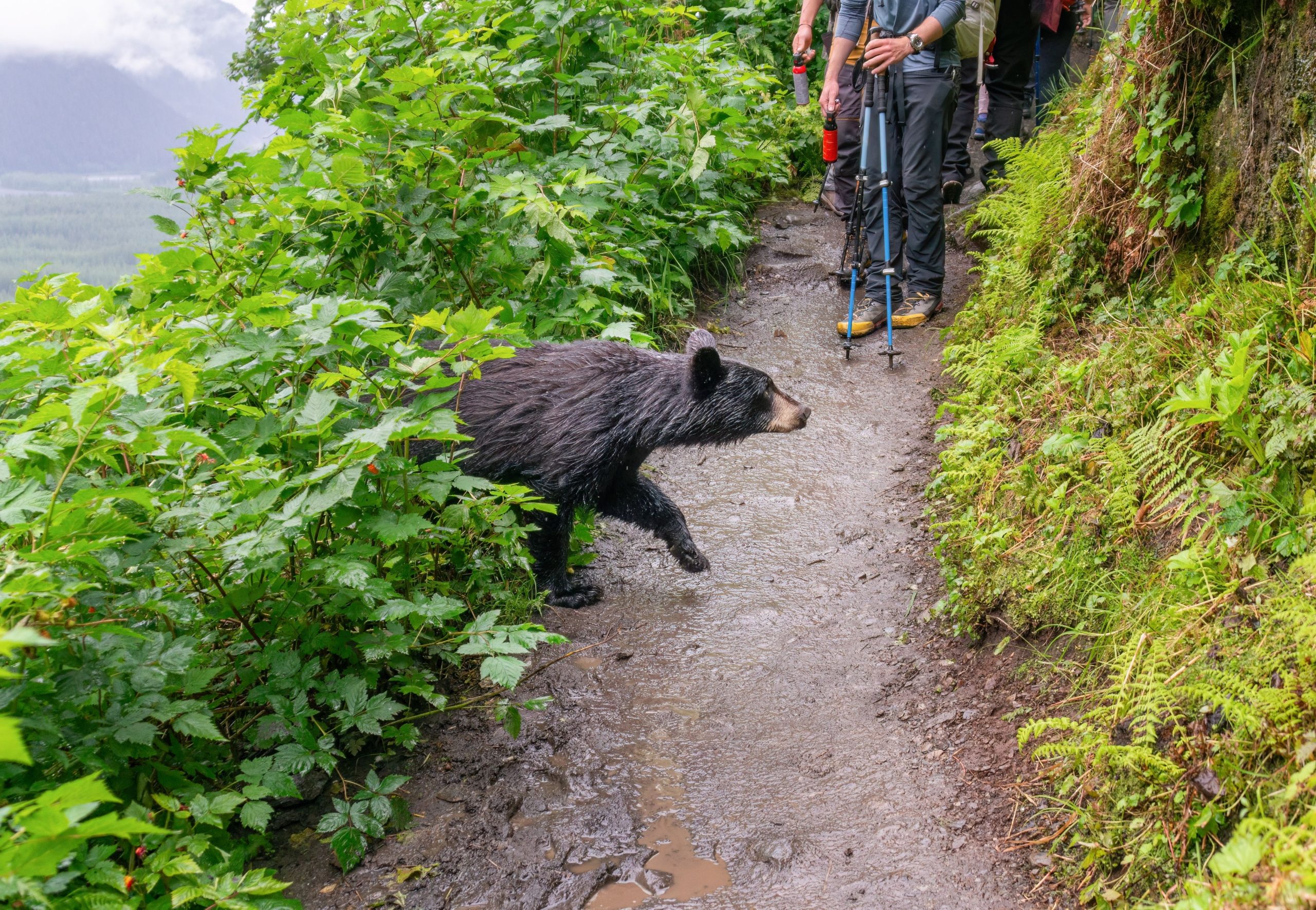 氷河国立公園の訪問者は、可能な限り最良の方法でクマに近づくことを称賛しました