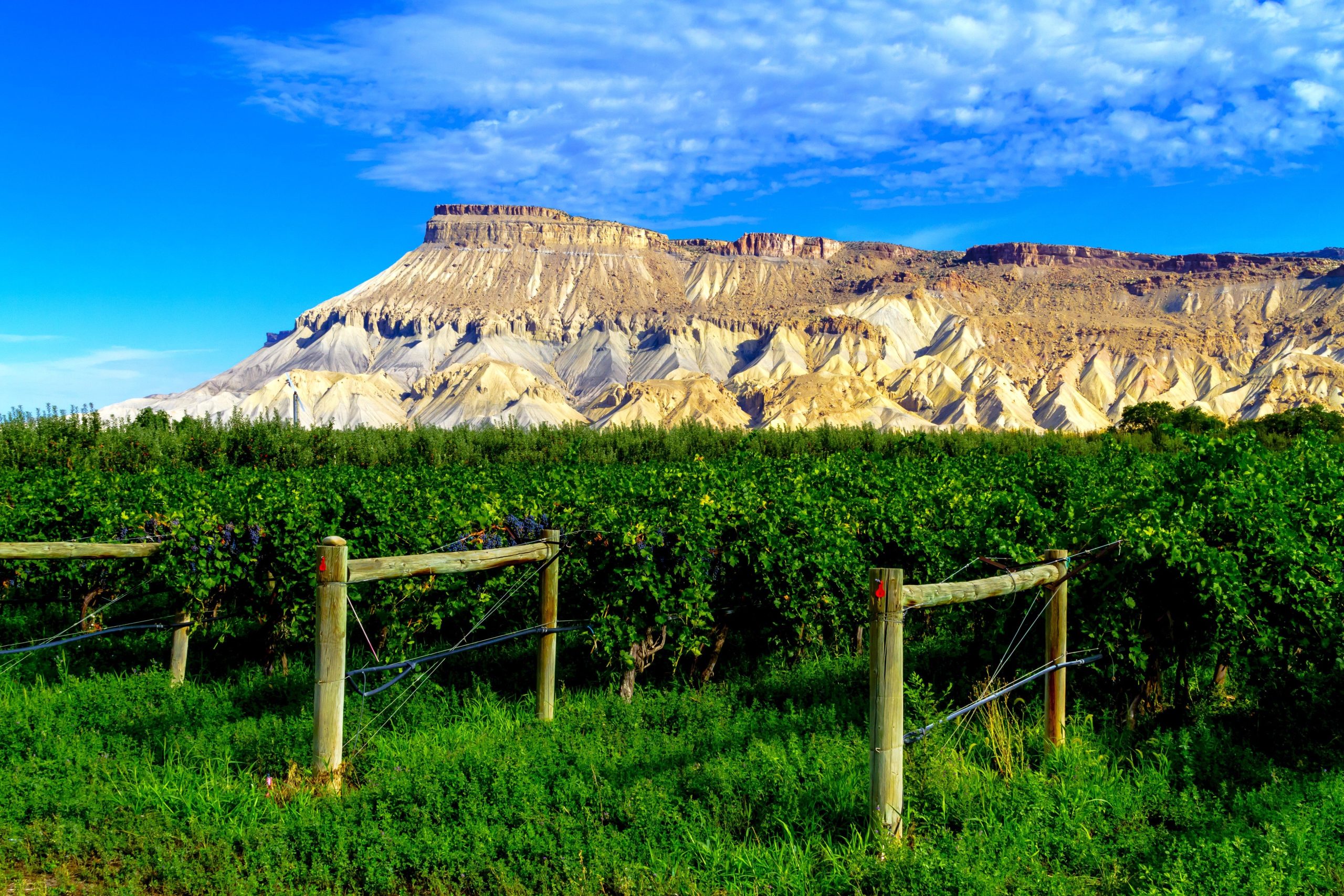この手頃な価格のナパのようなものは、壮大なワインシーンと屋外の雰囲気を持っています