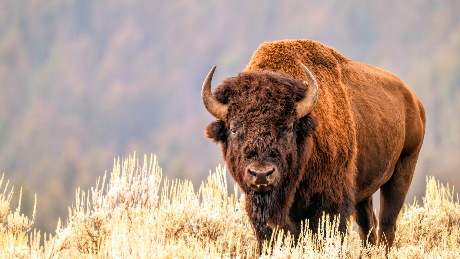 モンタナはイエローストーン国立公園のバイソンについて間違っていることが証明されました
