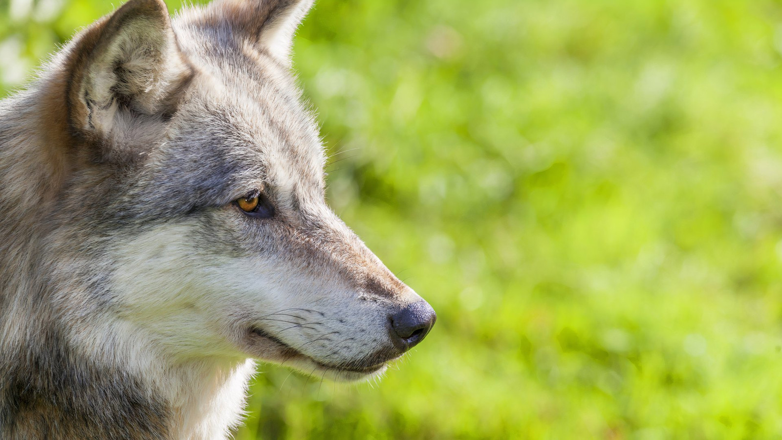 バンフ国立公園の訪問者は、不注意なオオカミの事件に対する告発で平手打ちされます