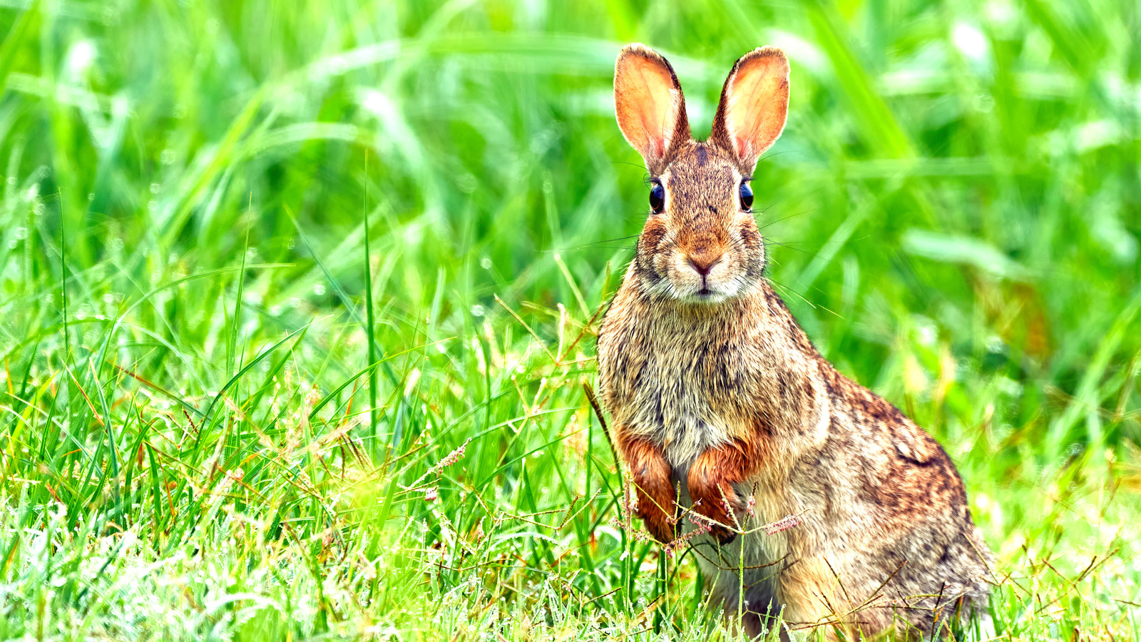 コロラドパークスの役人は、地域のウサギが触手を発するので、心配することは何もない訪問者を安心させます