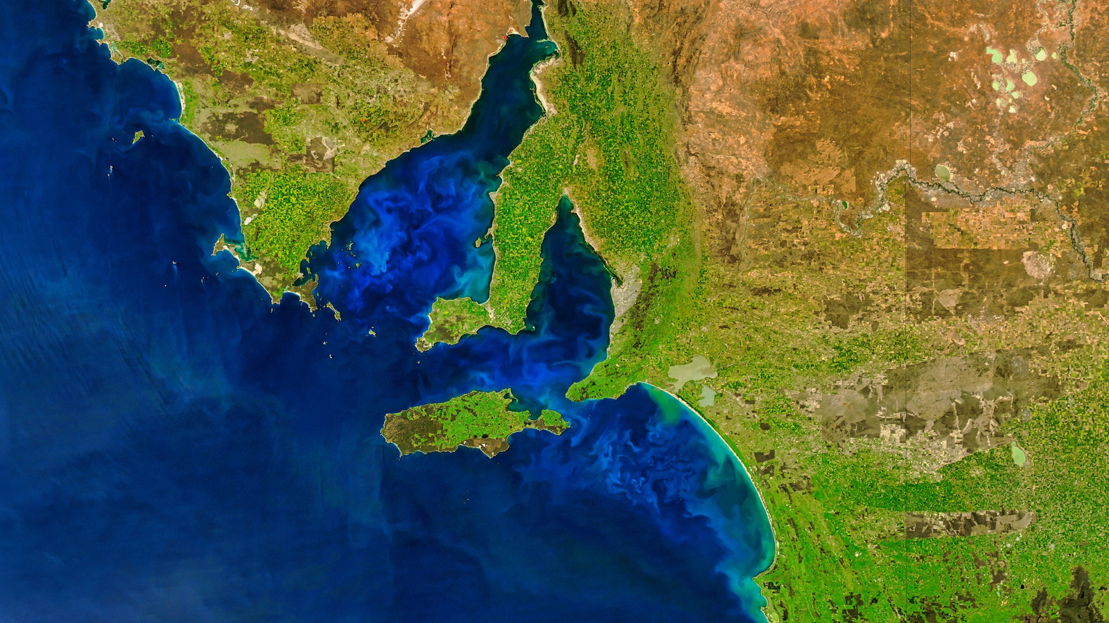 NASAは、衛星画像で巨大な輝く海の生き物を検出しました