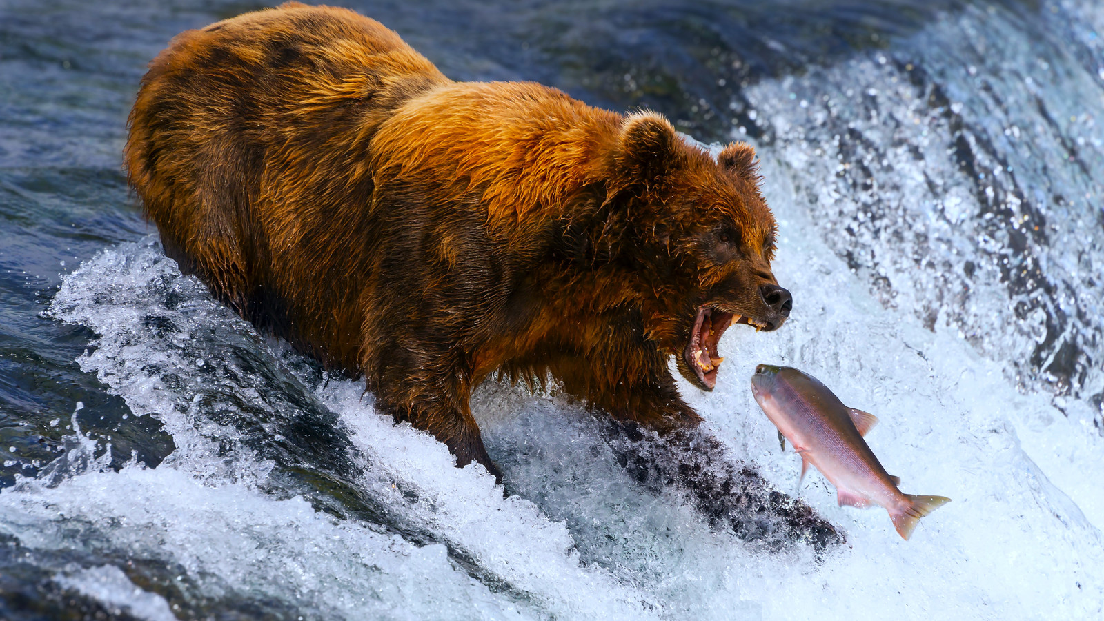 米国国立公園ファン、ファット・ベア・ウィーク史上「最も厚い」参加者に負ける