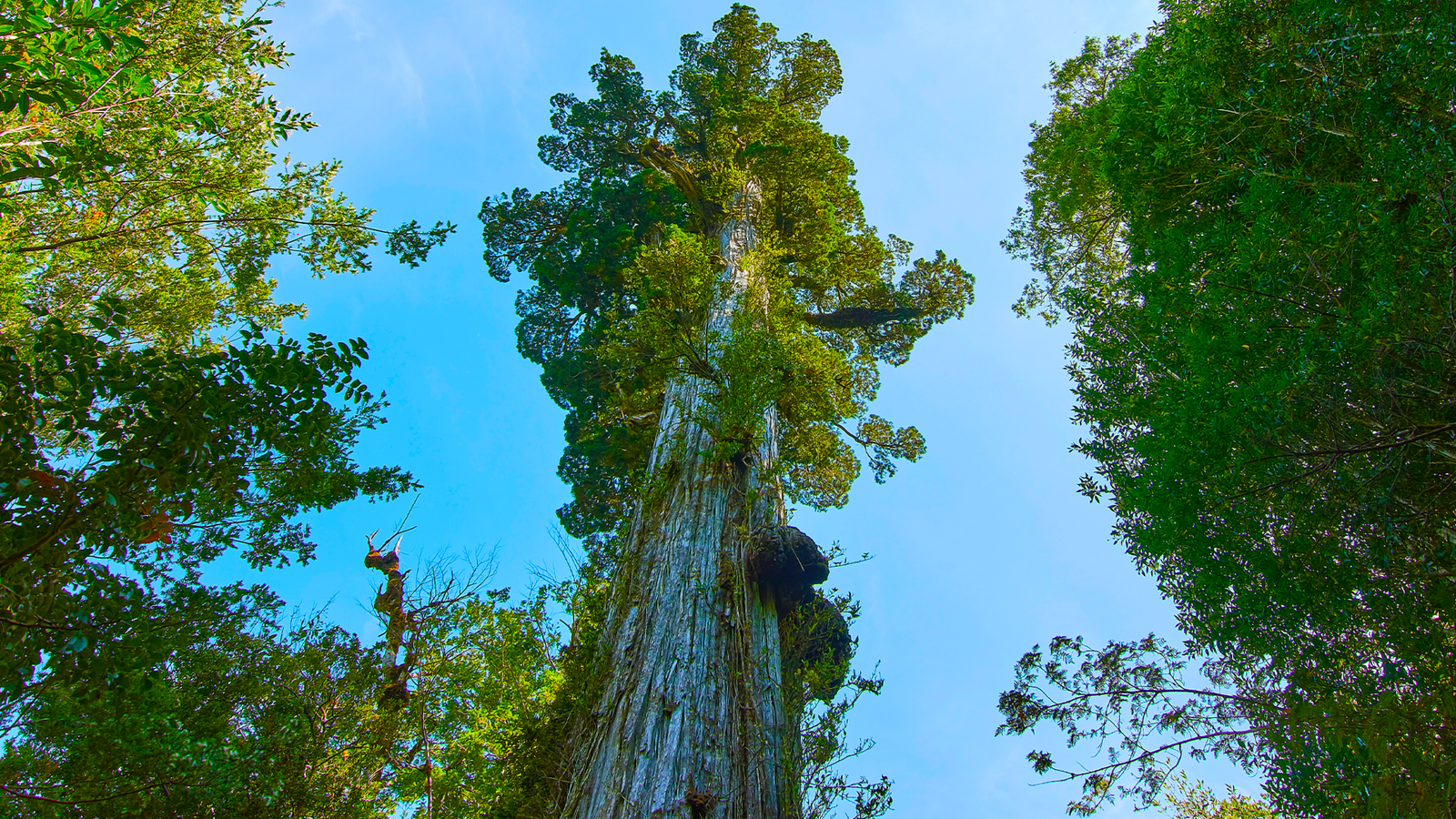 この5、000年前の木は、アメリカの最大の帝国の1つの上昇と下降を目撃しました