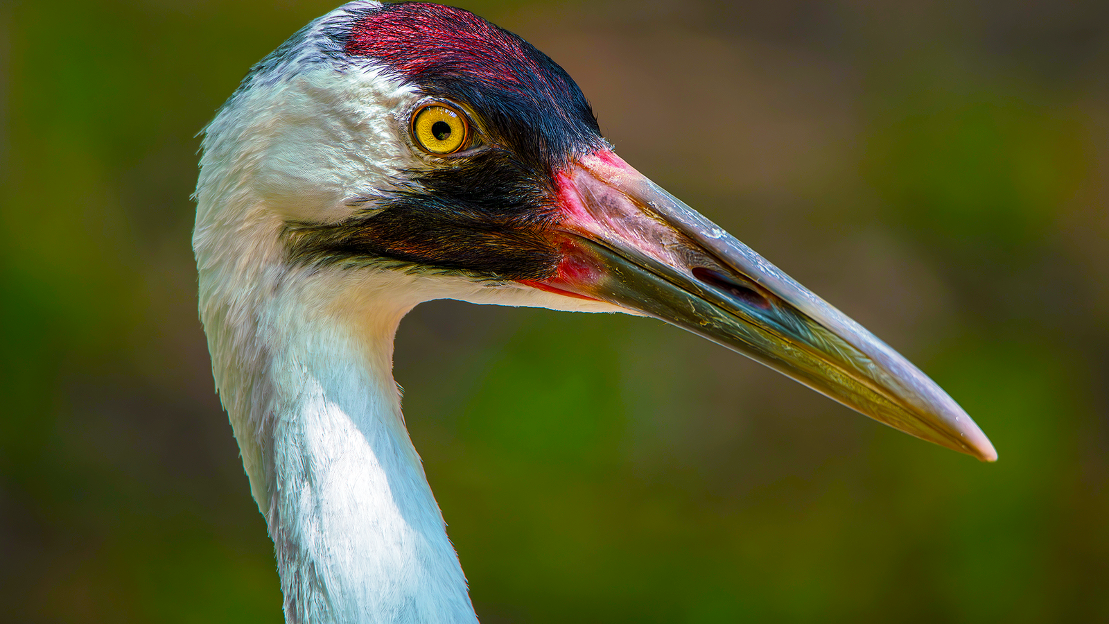この過小評価されている国立公園の敷地は、アメリカで最も背の高い鳥を見つけるのに最適な場所です