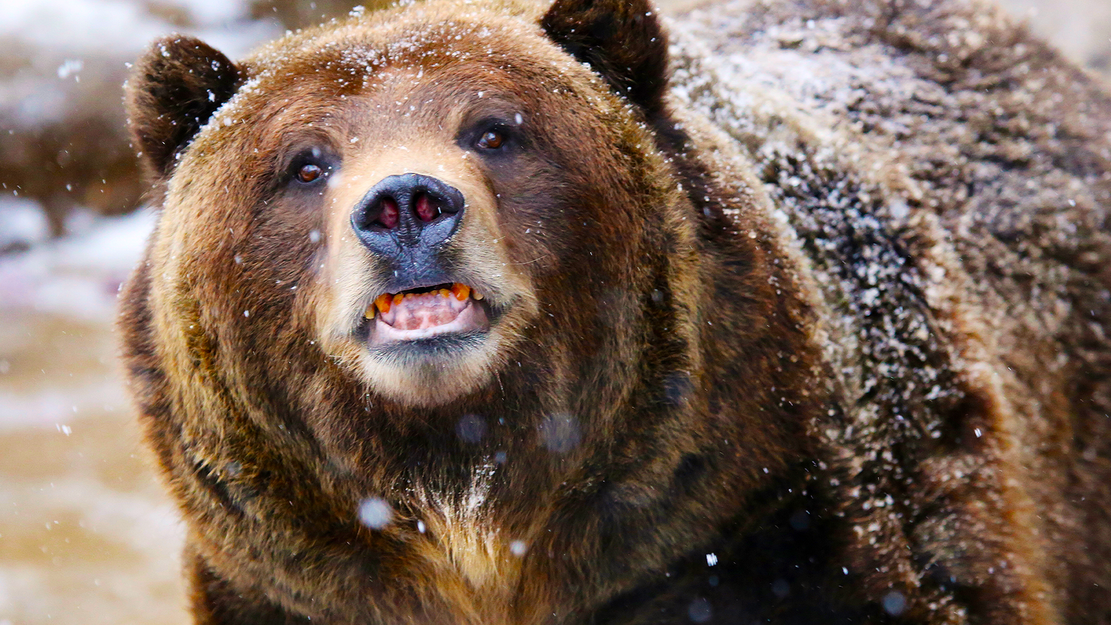 イエローストーンのクマ、バイソン、鳥は、人々が彼らを悩ませていないときに何をしますか？