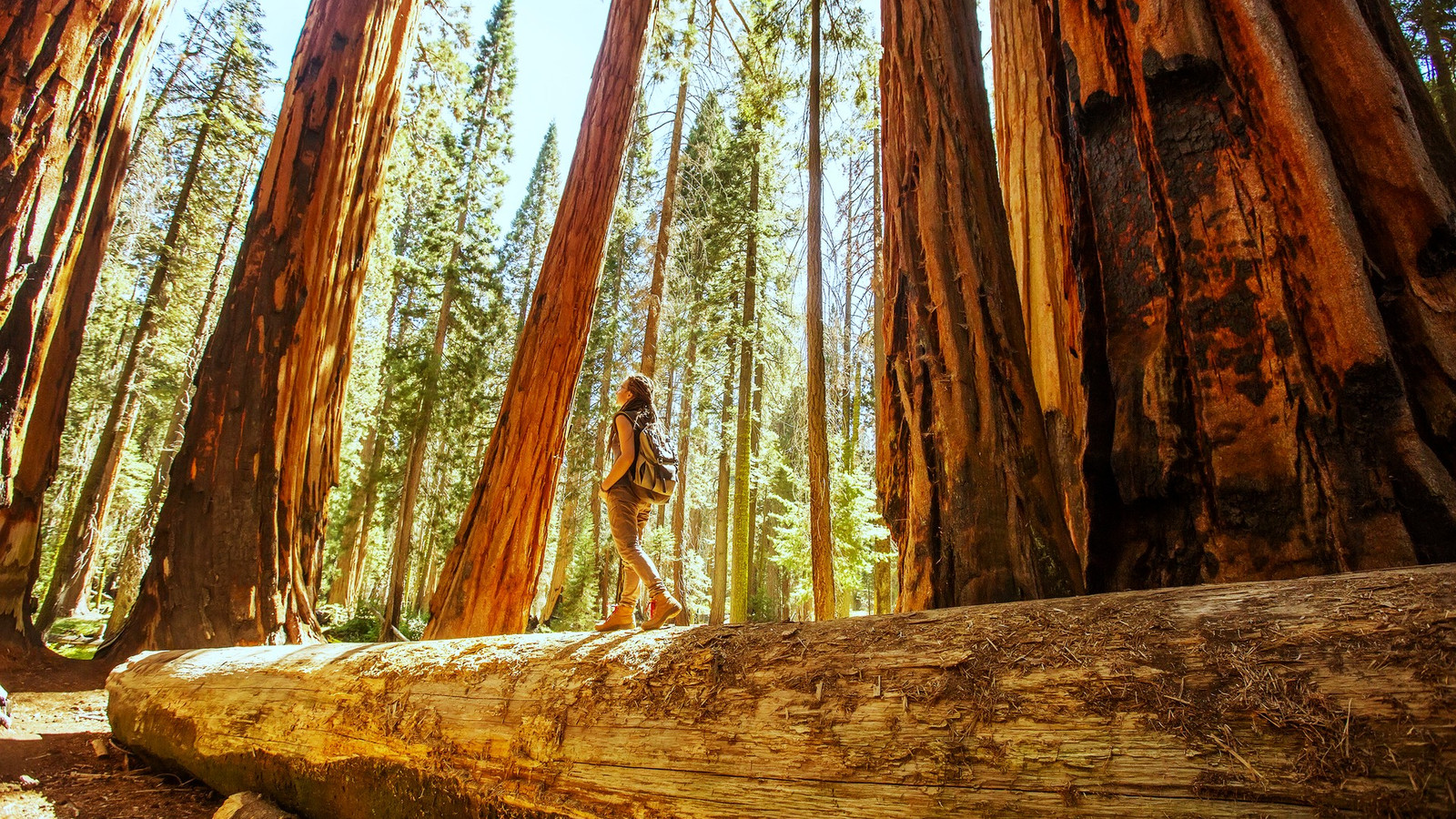 巨大なセコイアの木を見る驚くべき状態（それはカリフォルニアではありません）