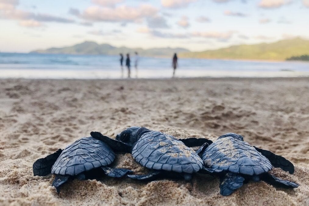 10 meilleurs programmes pour faire du bénévolat avec les tortues marines