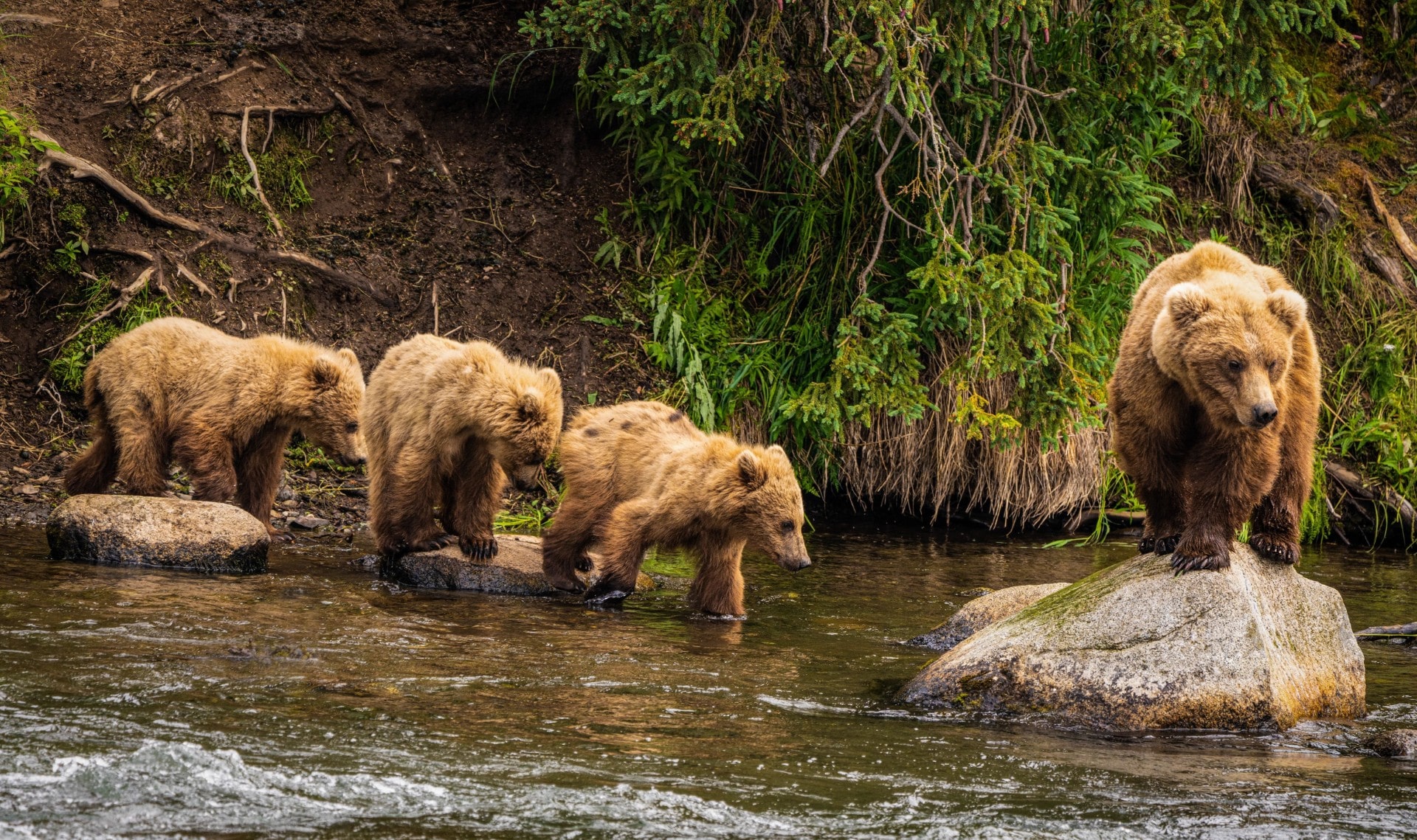 アラスカでクマを見るのに最適な12の場所
