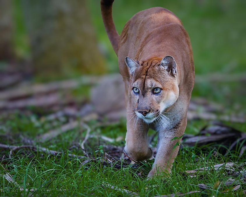 Quels animaux vivent dans les Everglades en Floride?